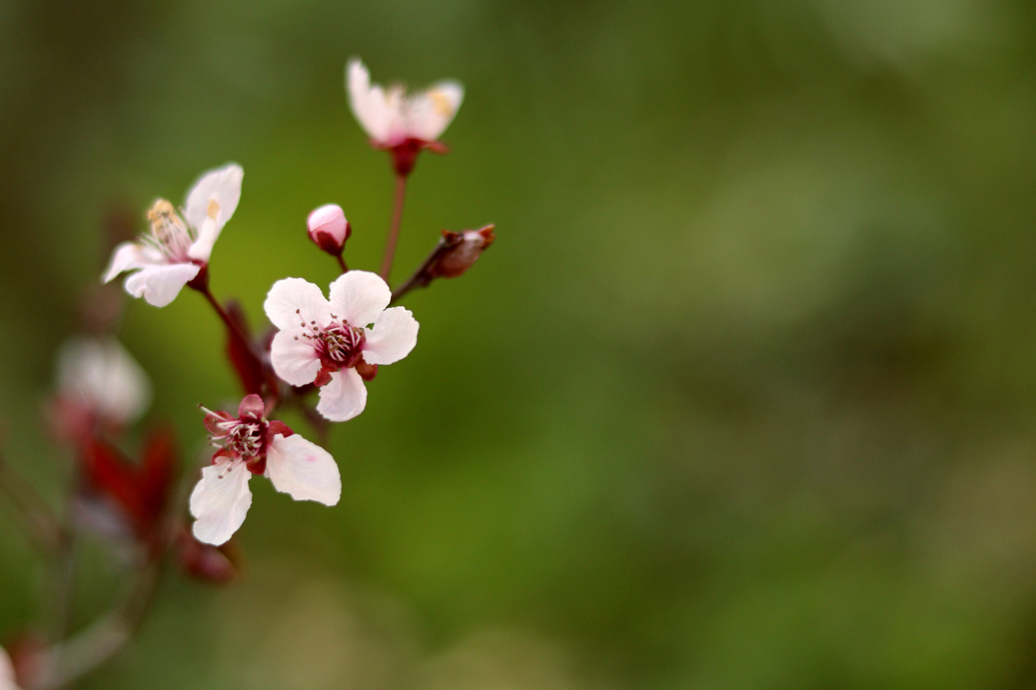 Canon EOS 760D (EOS Rebel T6s / EOS 8000D) + Canon EF 50mm F1.8 STM sample photo. Almond photography