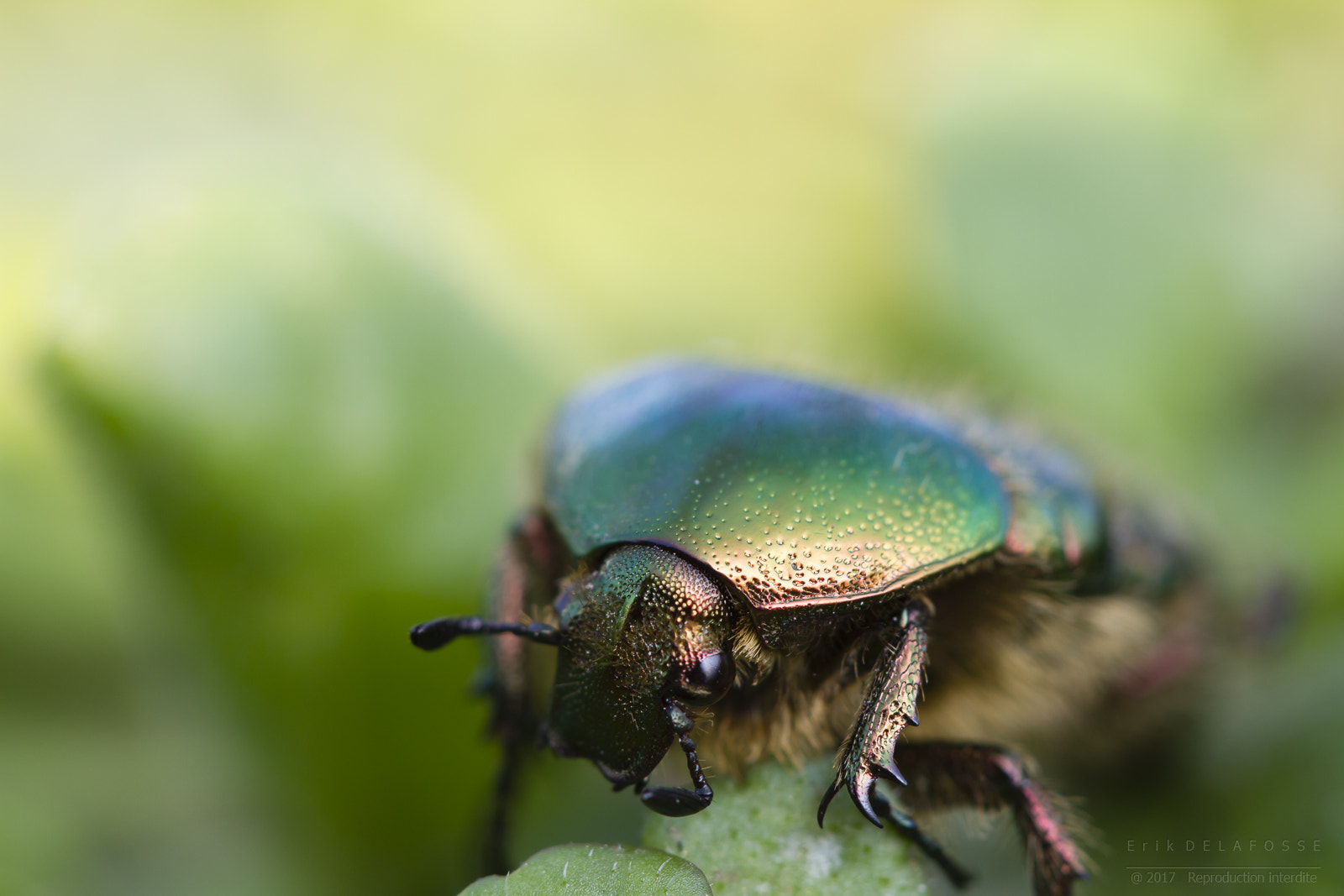 Canon EF 100mm F2.8 Macro USM sample photo. Cétoine dorée photography