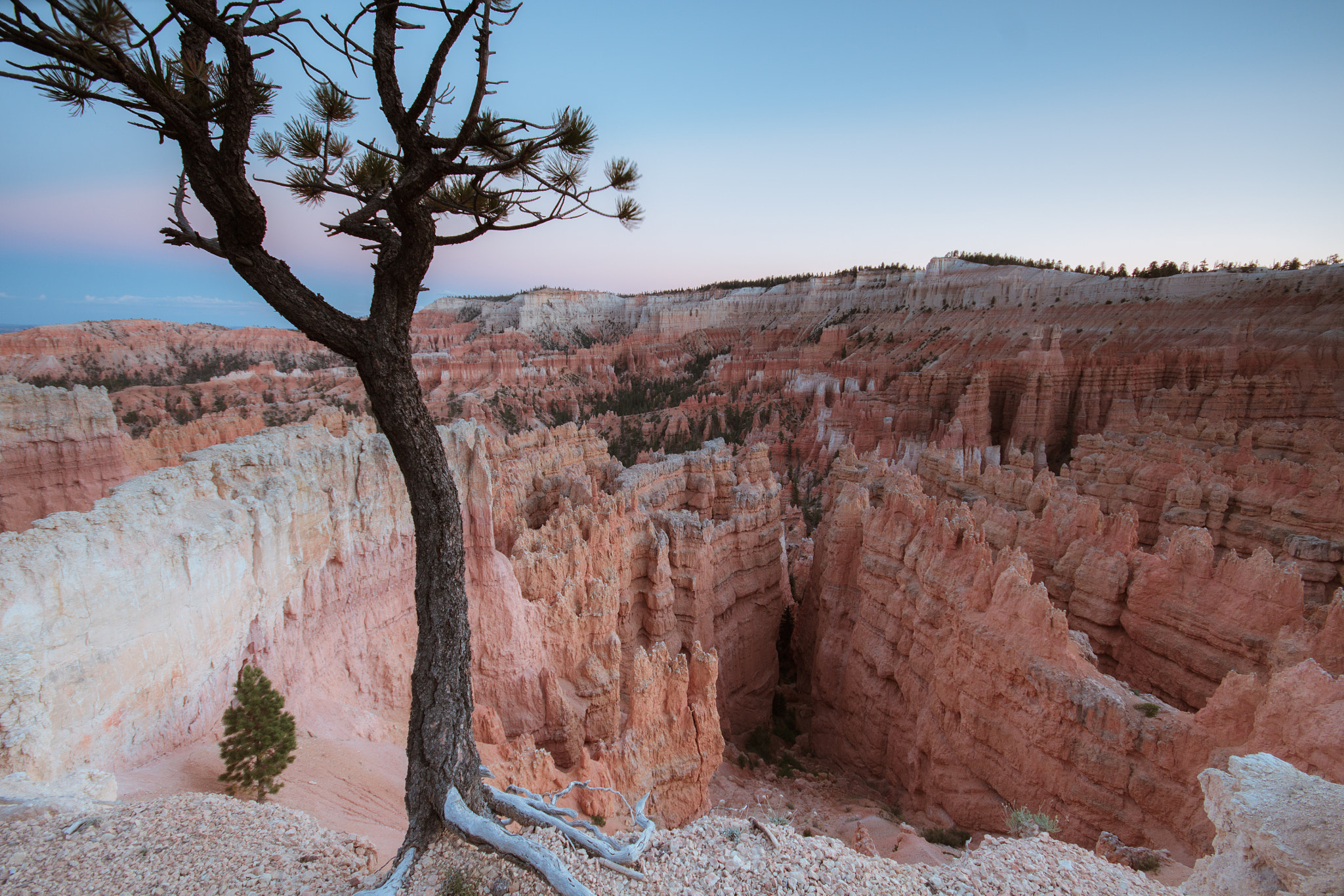 Canon EOS 50D + Sigma 10-20mm F4-5.6 EX DC HSM sample photo. Lone tree in bryce canyon photography