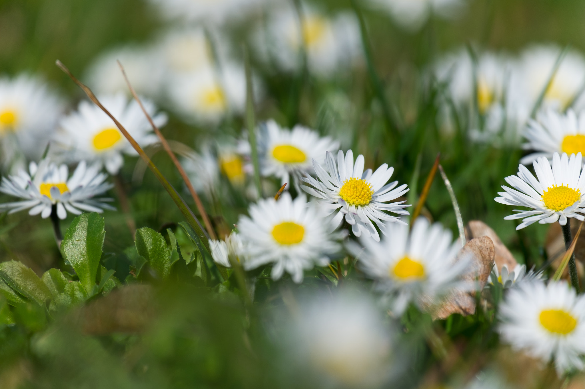 Fujifilm X-M1 sample photo. Spring eveywehere photography