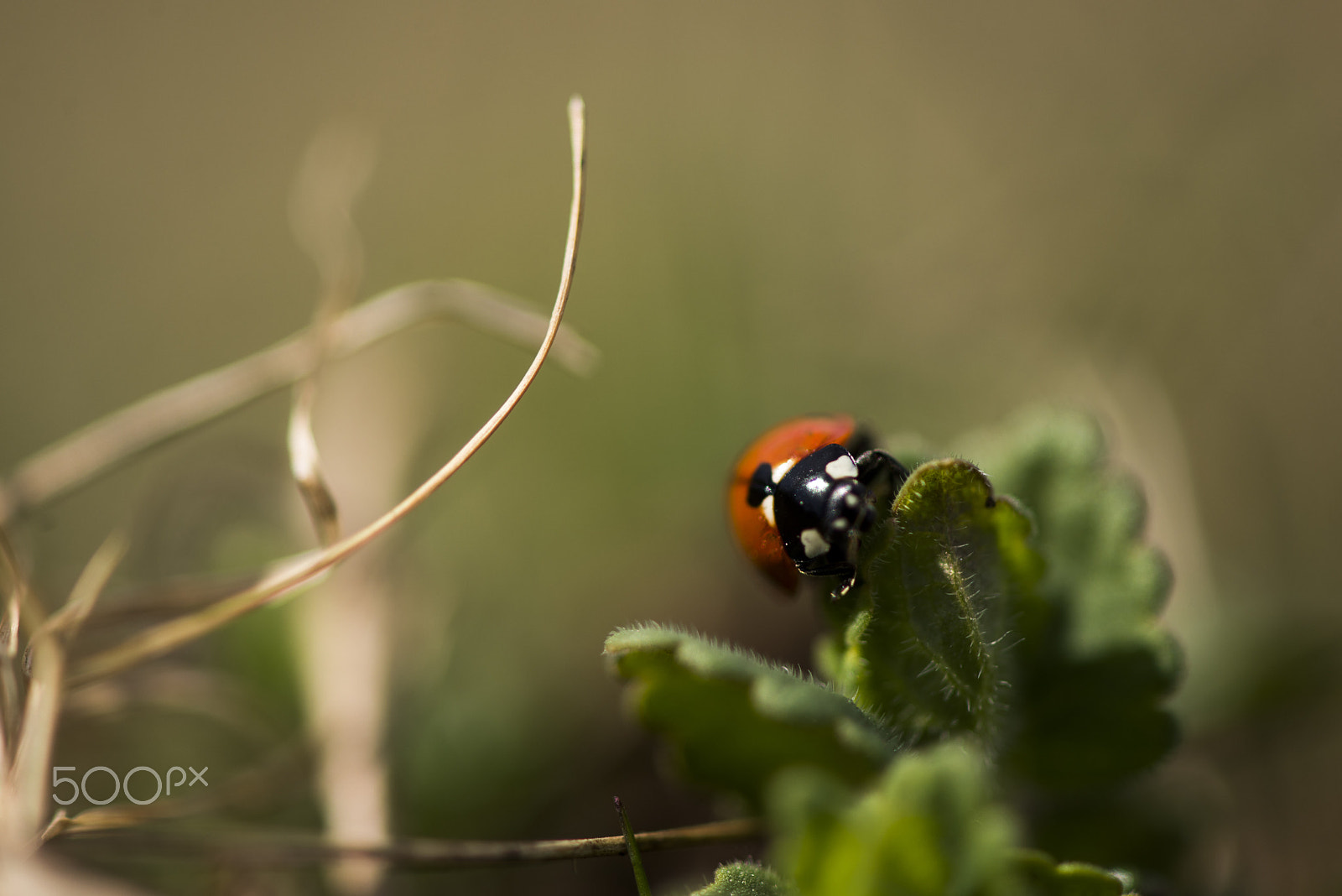 Nikon AF-S Micro-Nikkor 105mm F2.8G IF-ED VR sample photo. Ladybug photography