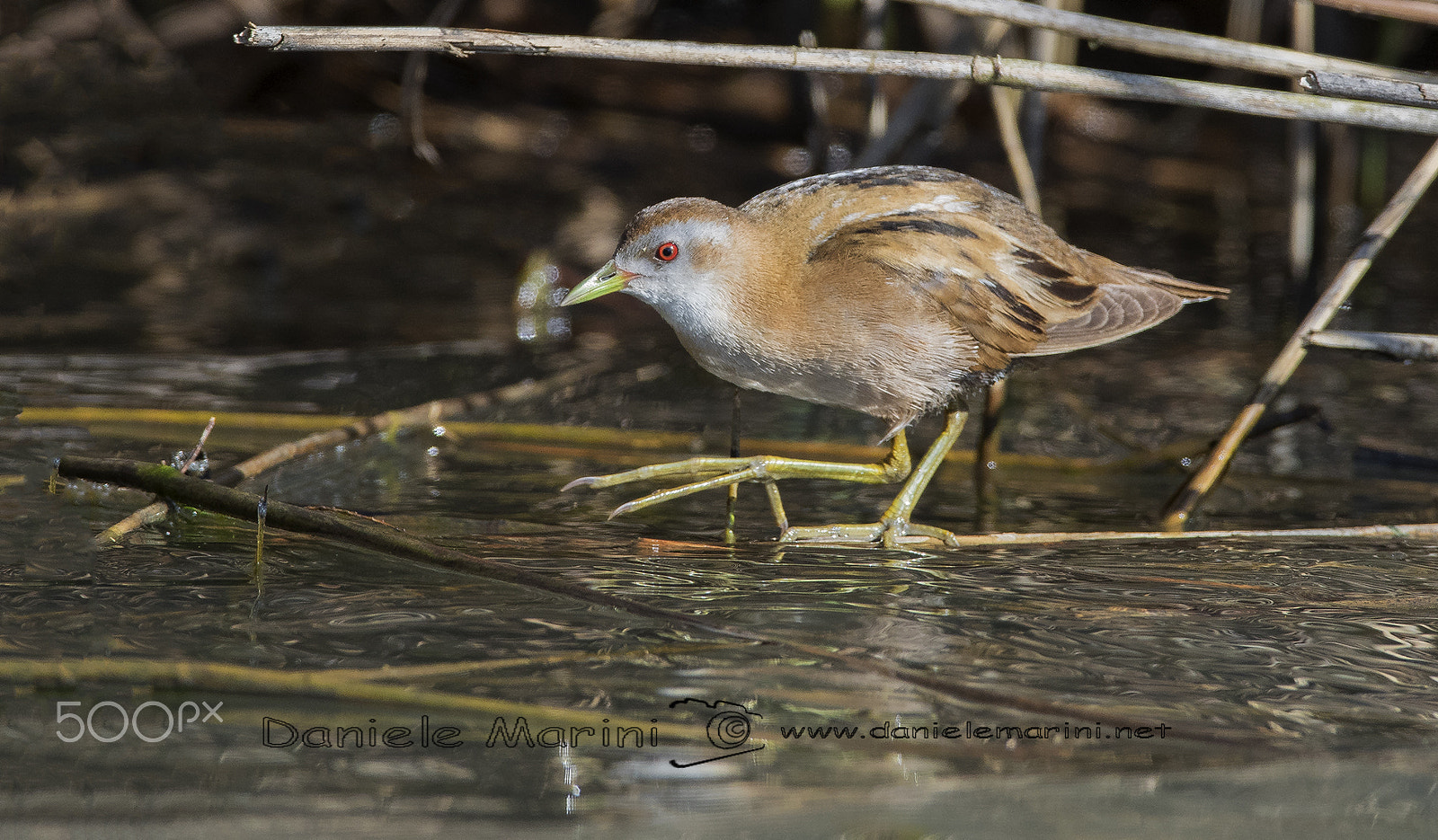 Canon EF 600mm F4L IS USM sample photo. Little crake (porzana parva) schiribilla ♀ photography