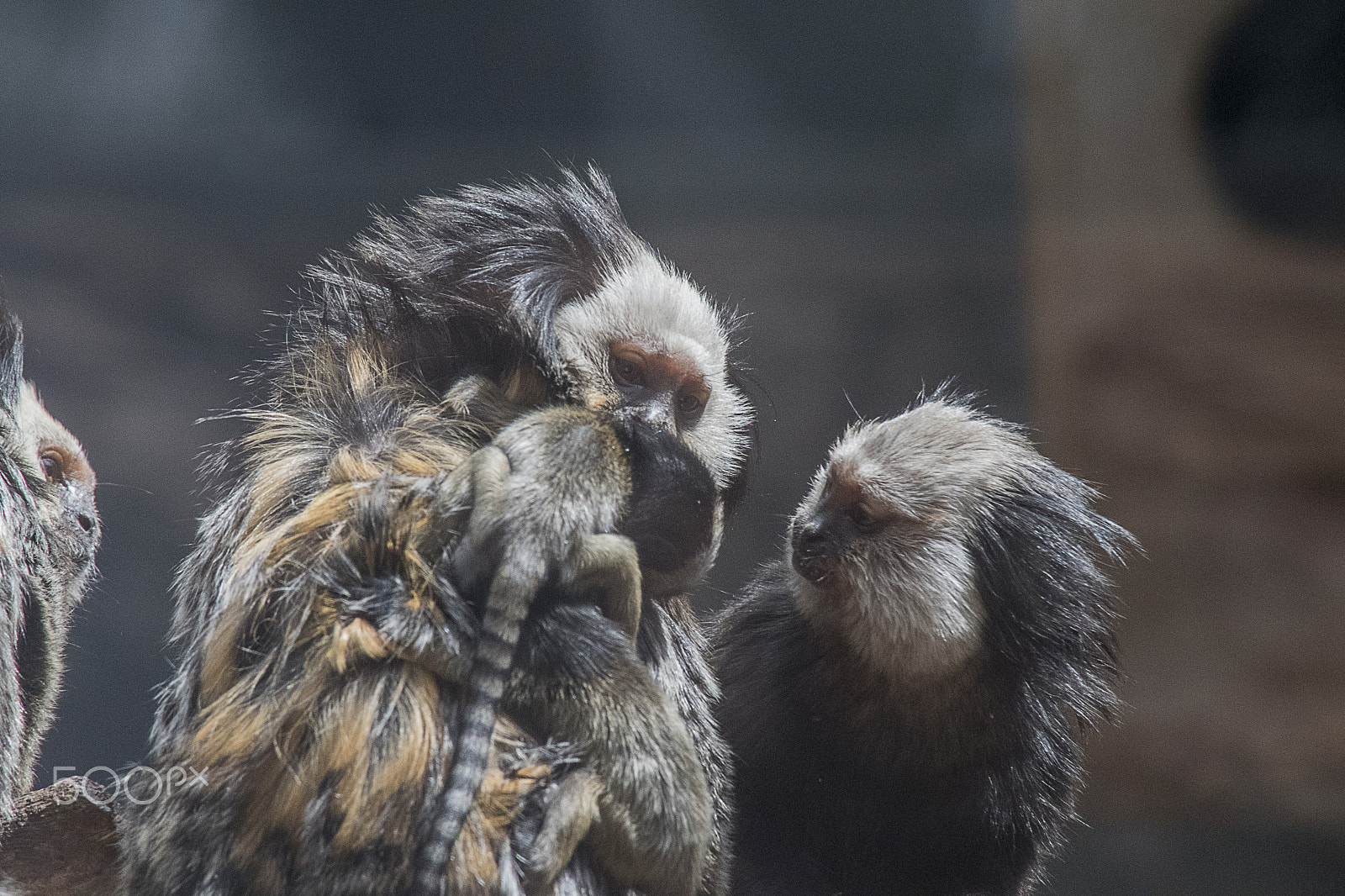 Nikon D500 sample photo. White headed marmoset family photography