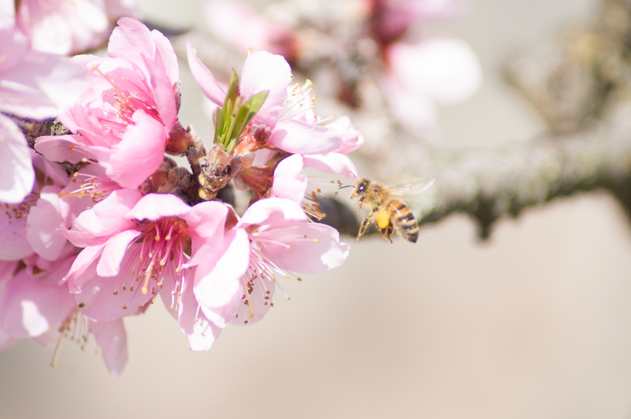 Nikon D5000 sample photo. Bee photography