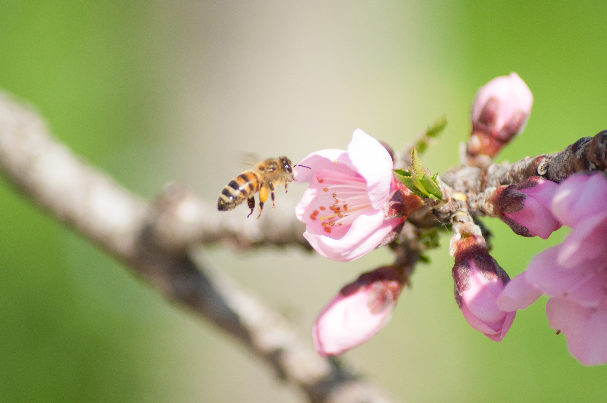 Nikon D5000 sample photo. Bee photography