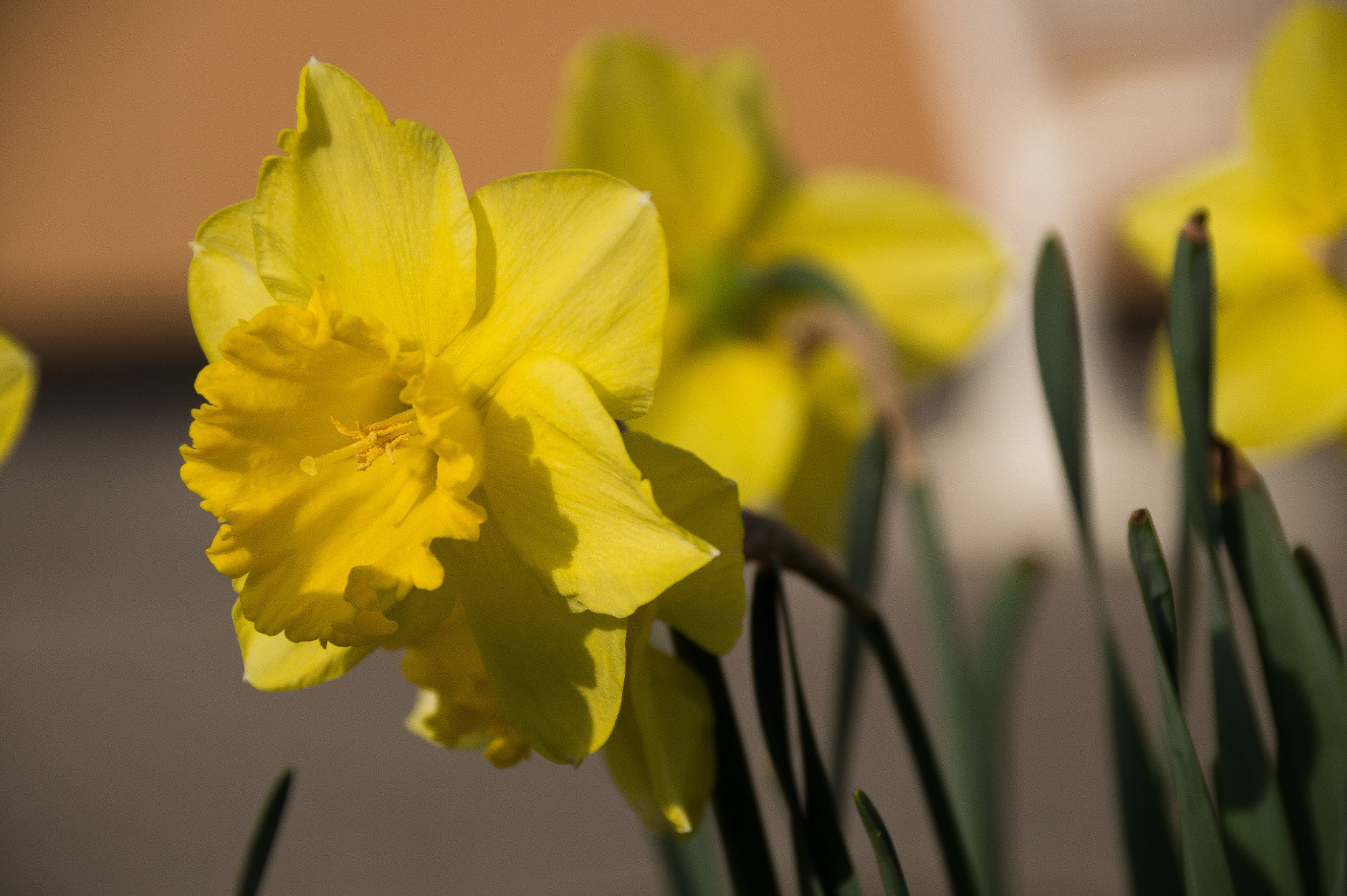 Sony SLT-A58 sample photo. Narzisse photography