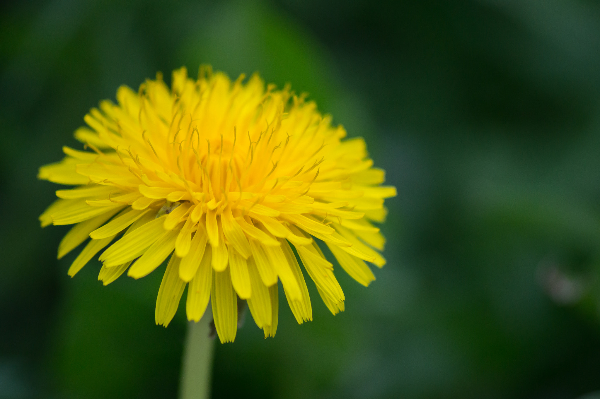 Sony 75-300mm F4.5-5.6 sample photo. Löwenzahn photography