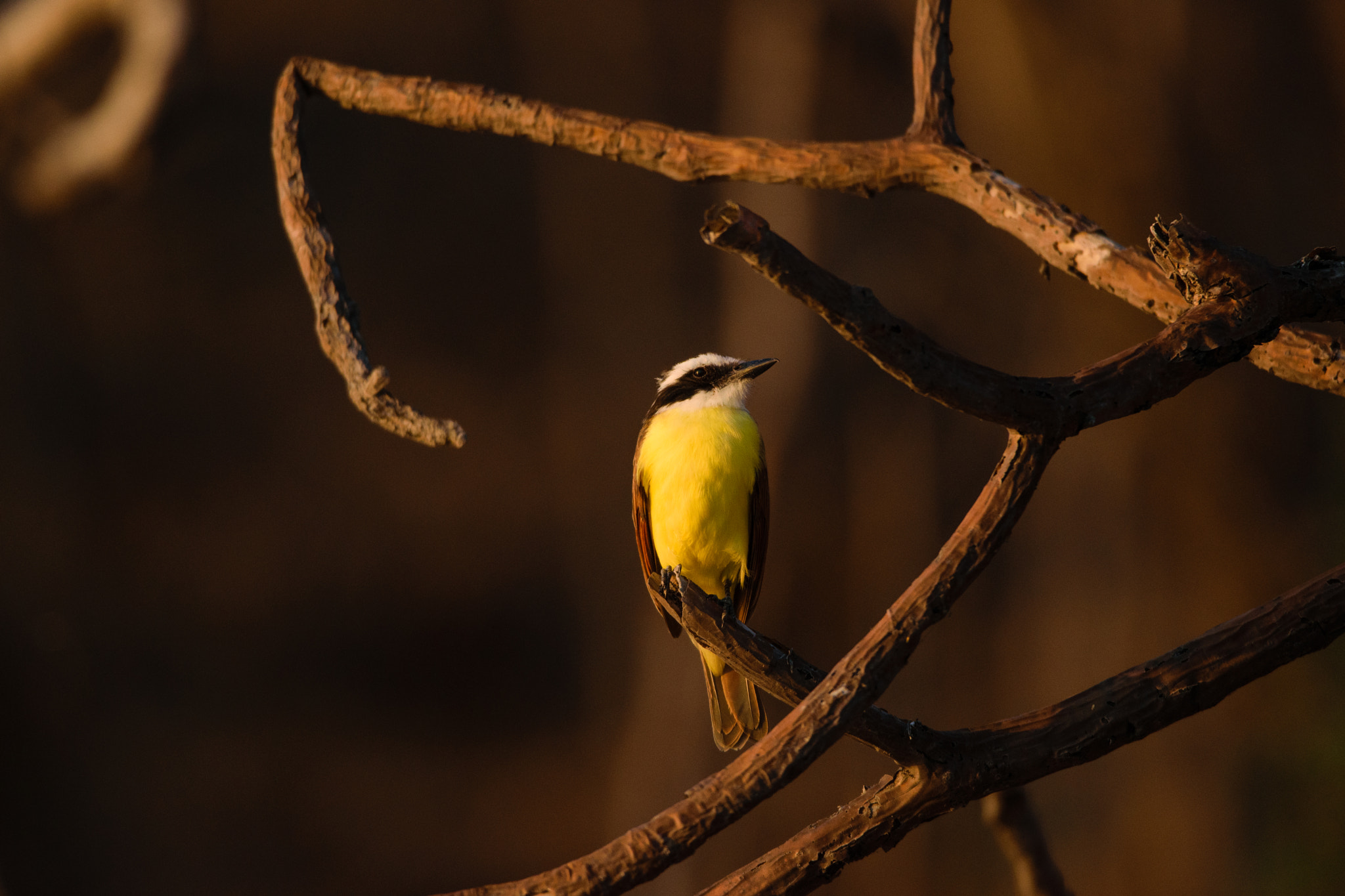 Sigma 150-600mm F5-6.3 DG OS HSM | C sample photo. Yellow photography
