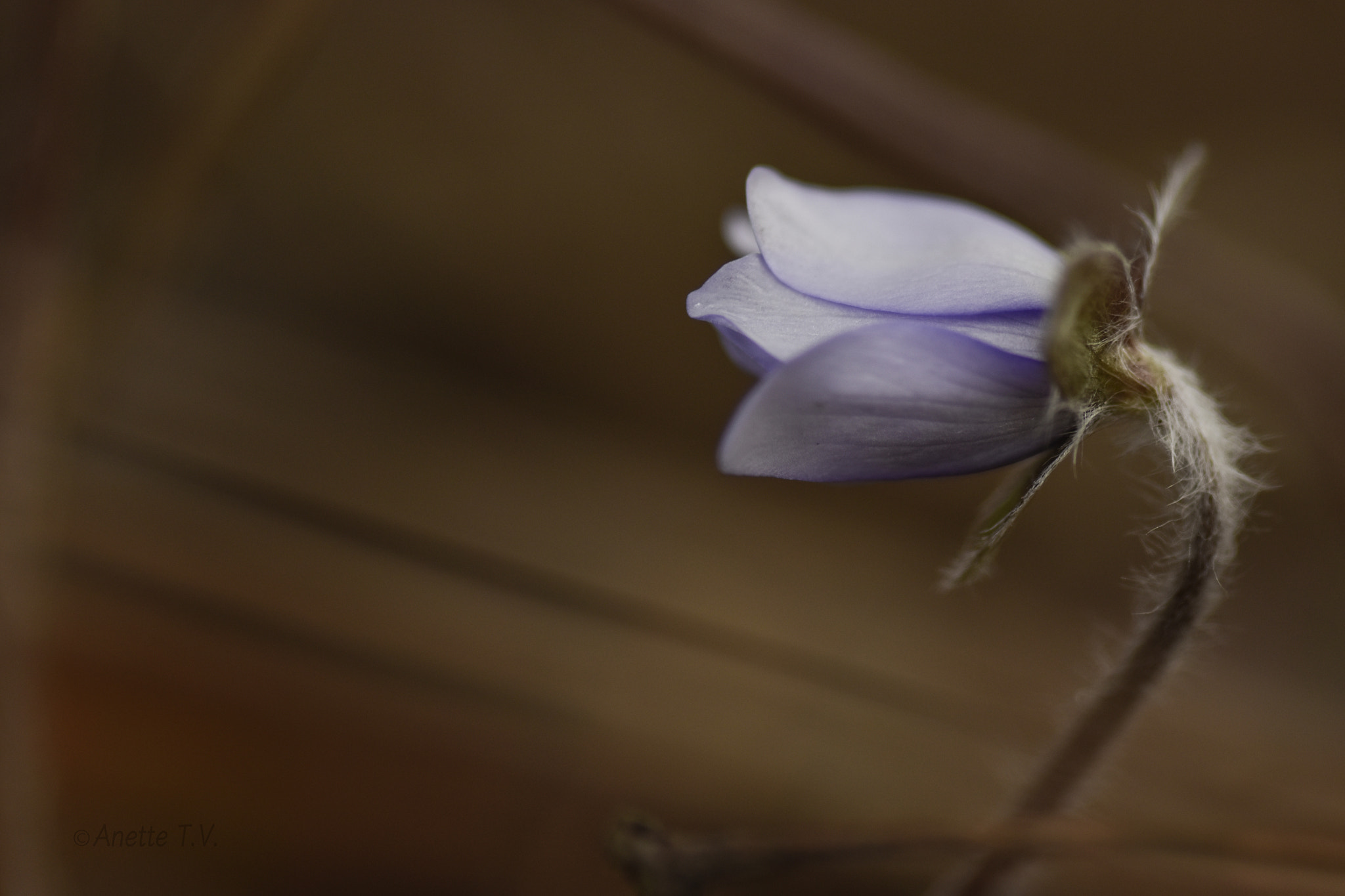 Nikon AF-S Micro-Nikkor 105mm F2.8G IF-ED VR sample photo. Newborn... photography