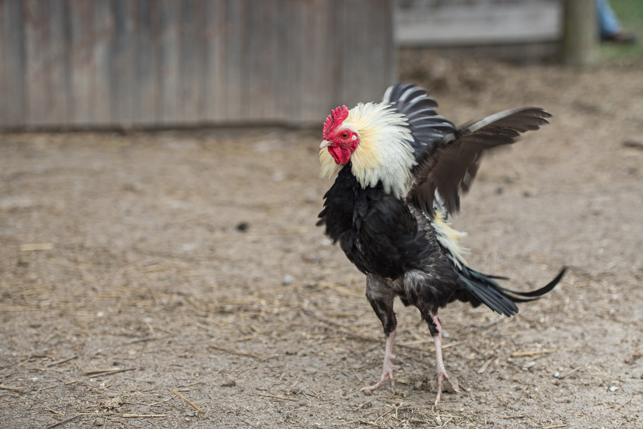 Nikon D600 sample photo. Young rooster photography