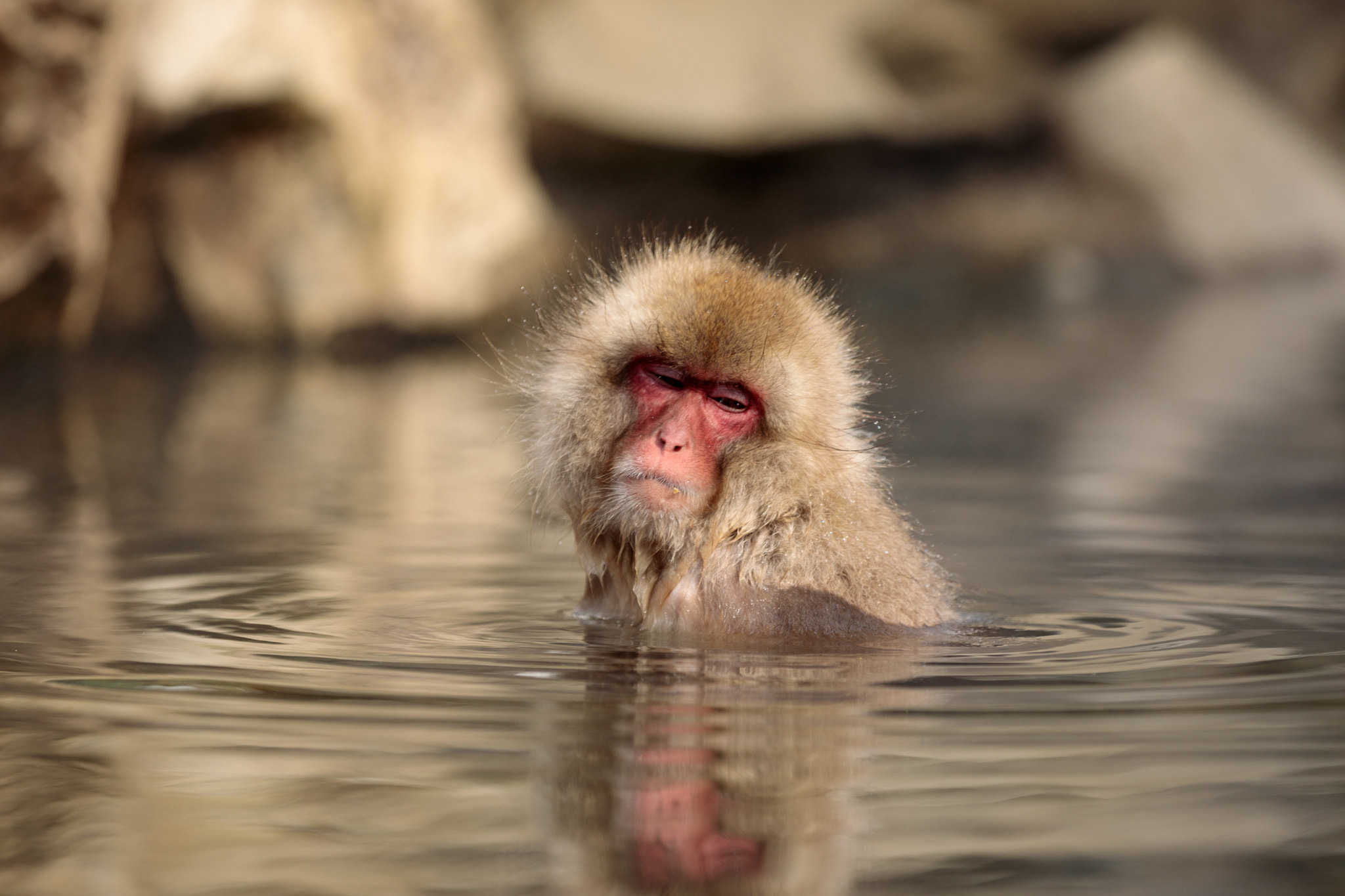 Canon EF 70-200mm F2.8L IS II USM sample photo. Snow monkey contemplating photography