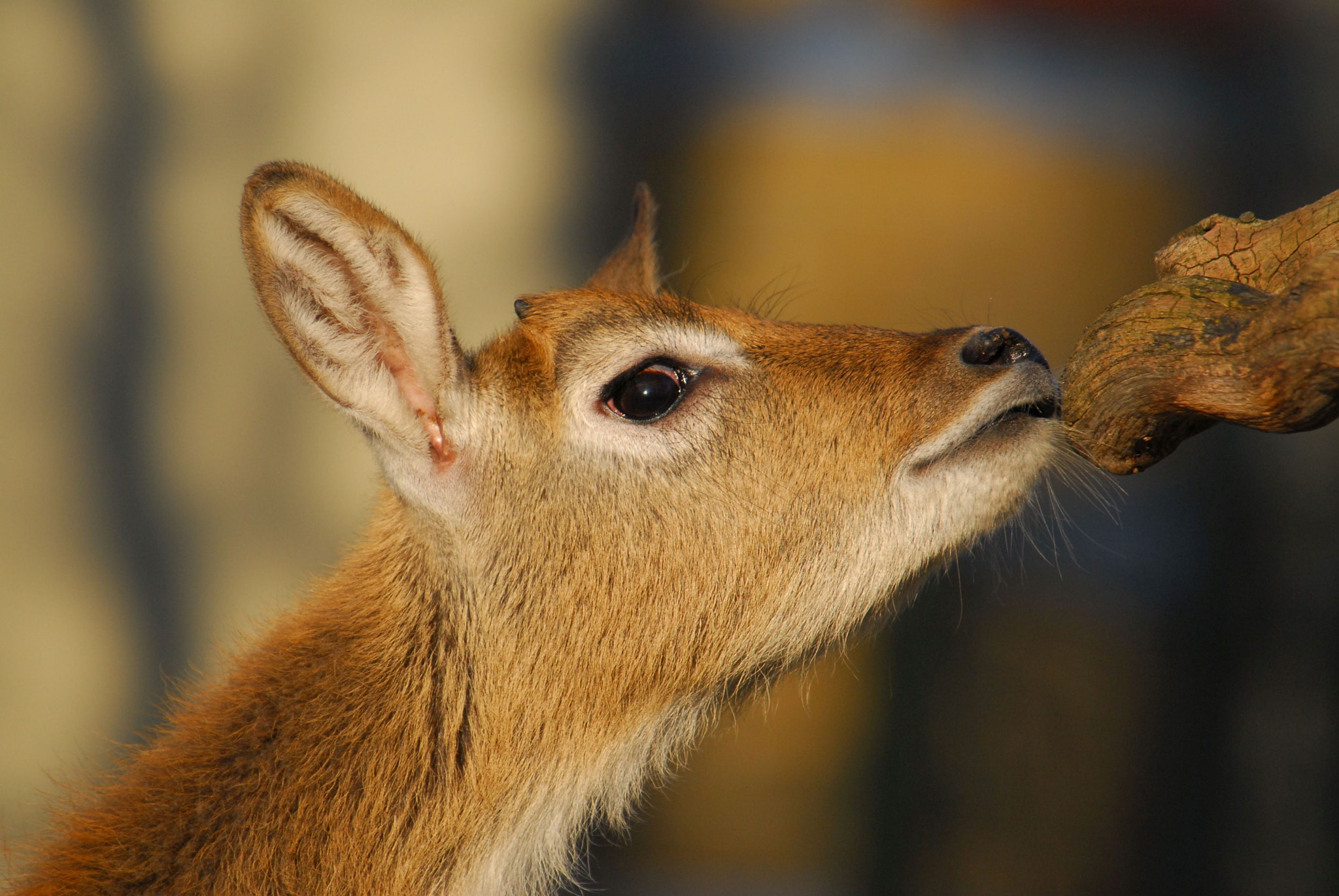 Nikon D200 sample photo. Antilope photography