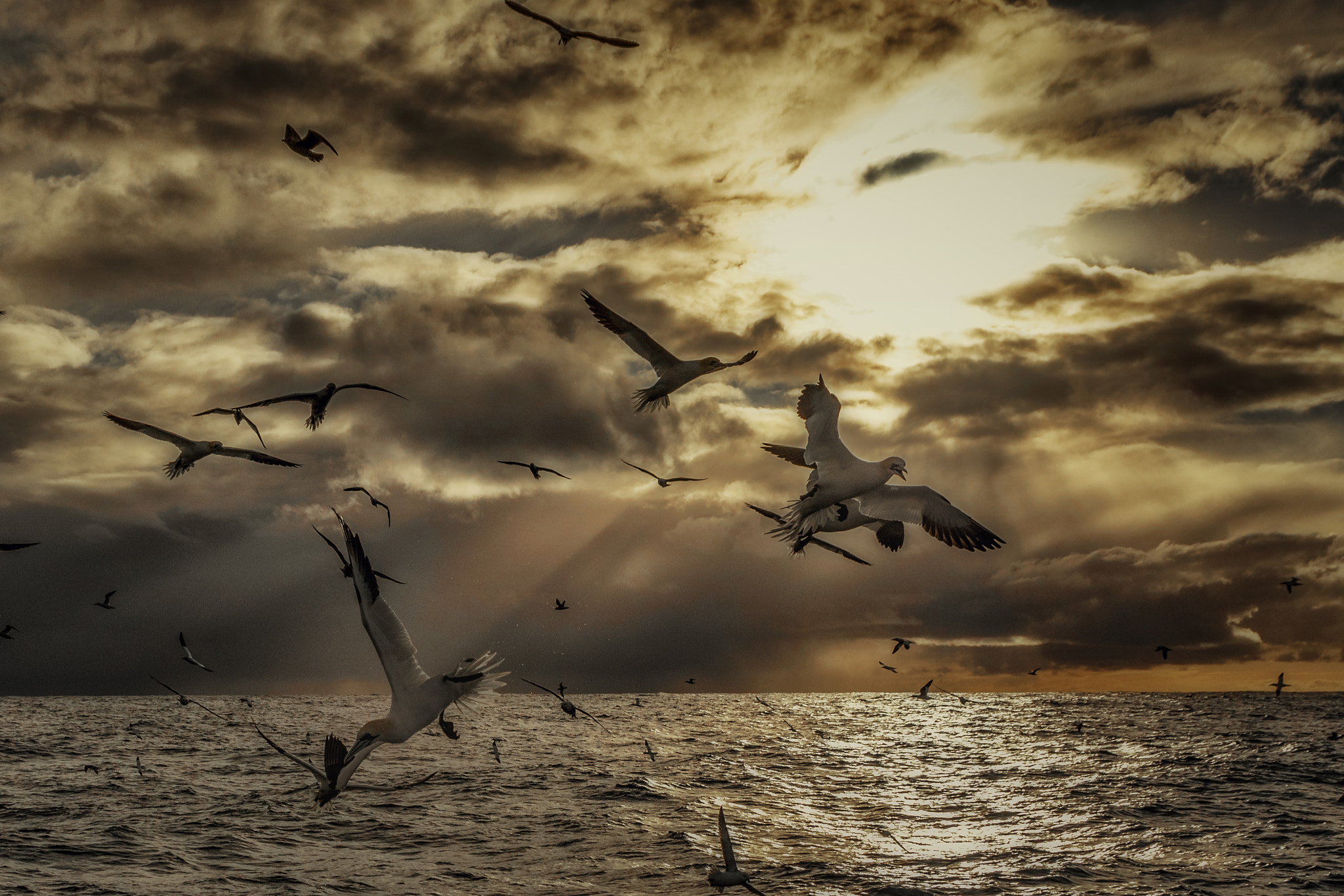 Canon EF 24-105mm F4L IS USM sample photo. Gannets in to the sun photography
