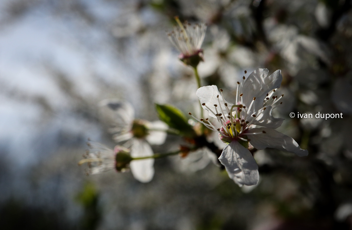 Canon EOS M5 sample photo. Finally spring in belgium photography