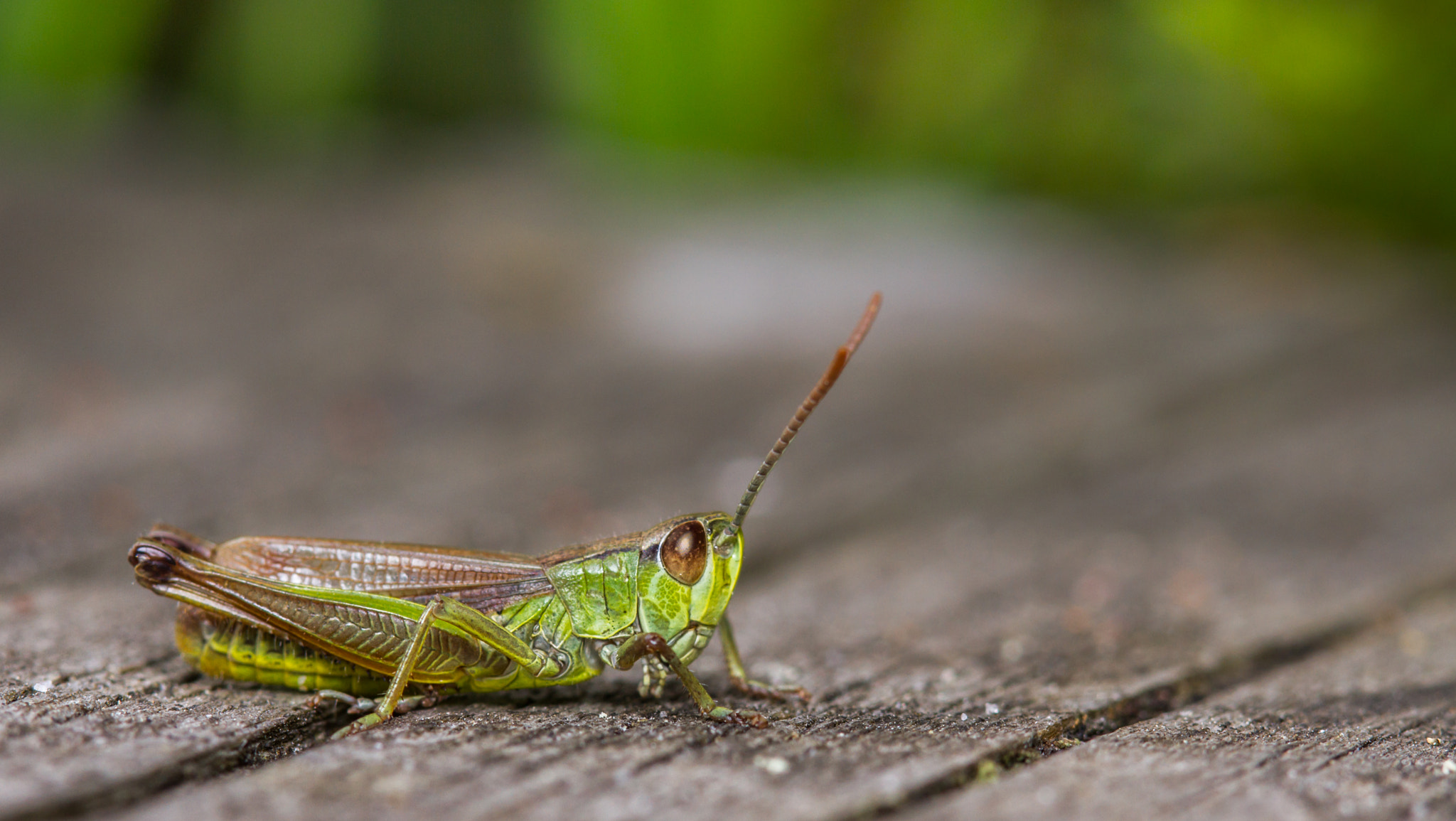 Canon EF 100mm F2.8 Macro USM sample photo. Meadow grasshopper (chorthippus parallelus) photography