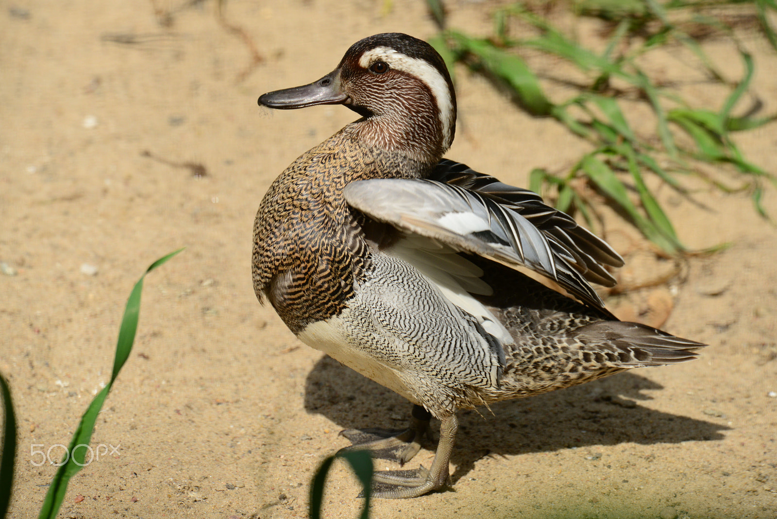 Nikon D800 + Sigma 50-500mm F4.5-6.3 DG OS HSM sample photo. Knäkente photography