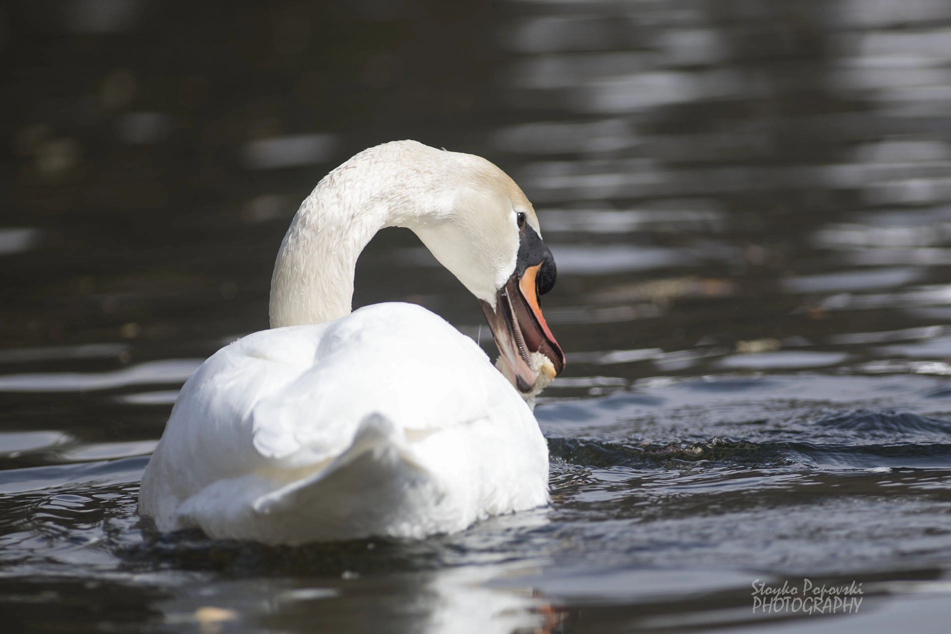 Canon EF 300mm f/2.8L sample photo. Ami photography