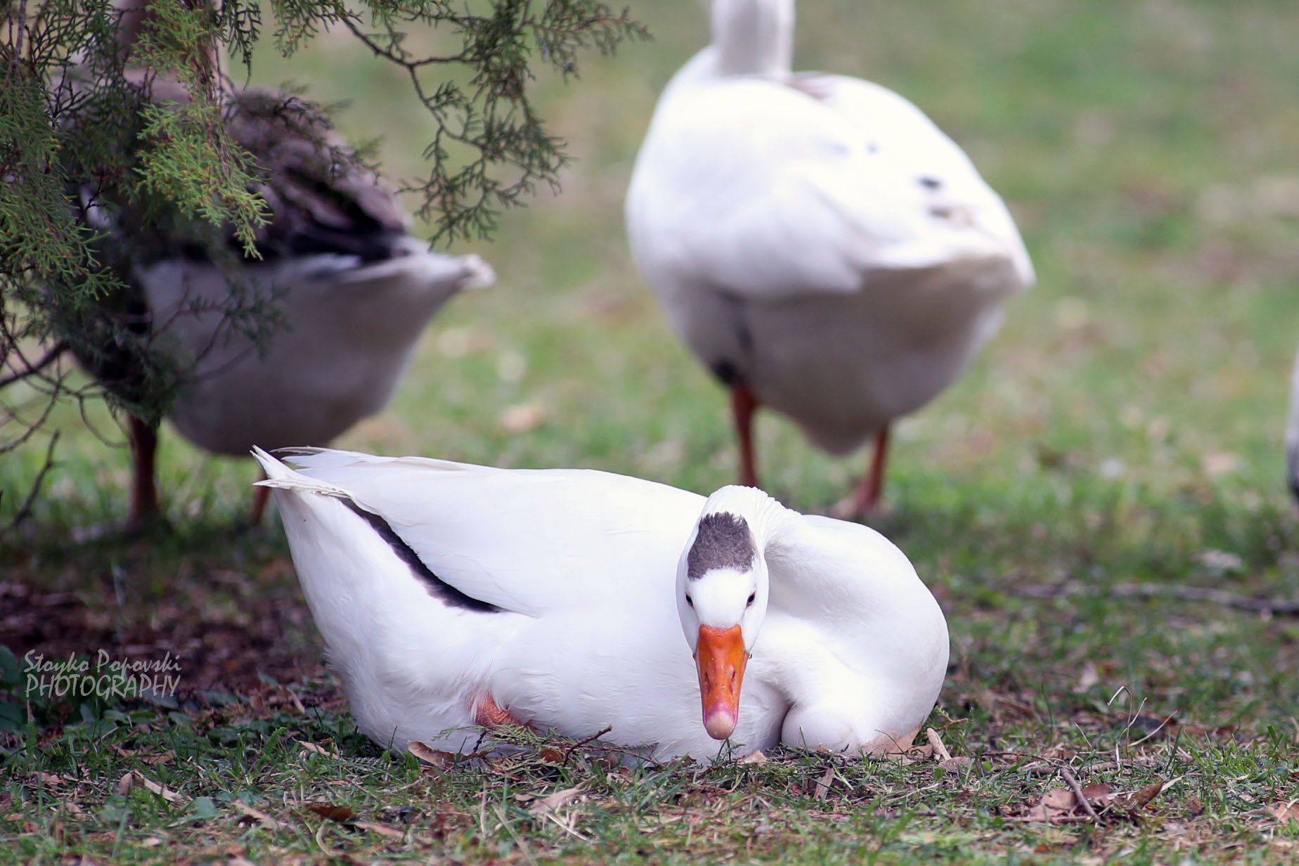 Canon EOS-1D X Mark II + Canon EF 300mm f/2.8L sample photo. Ami photography