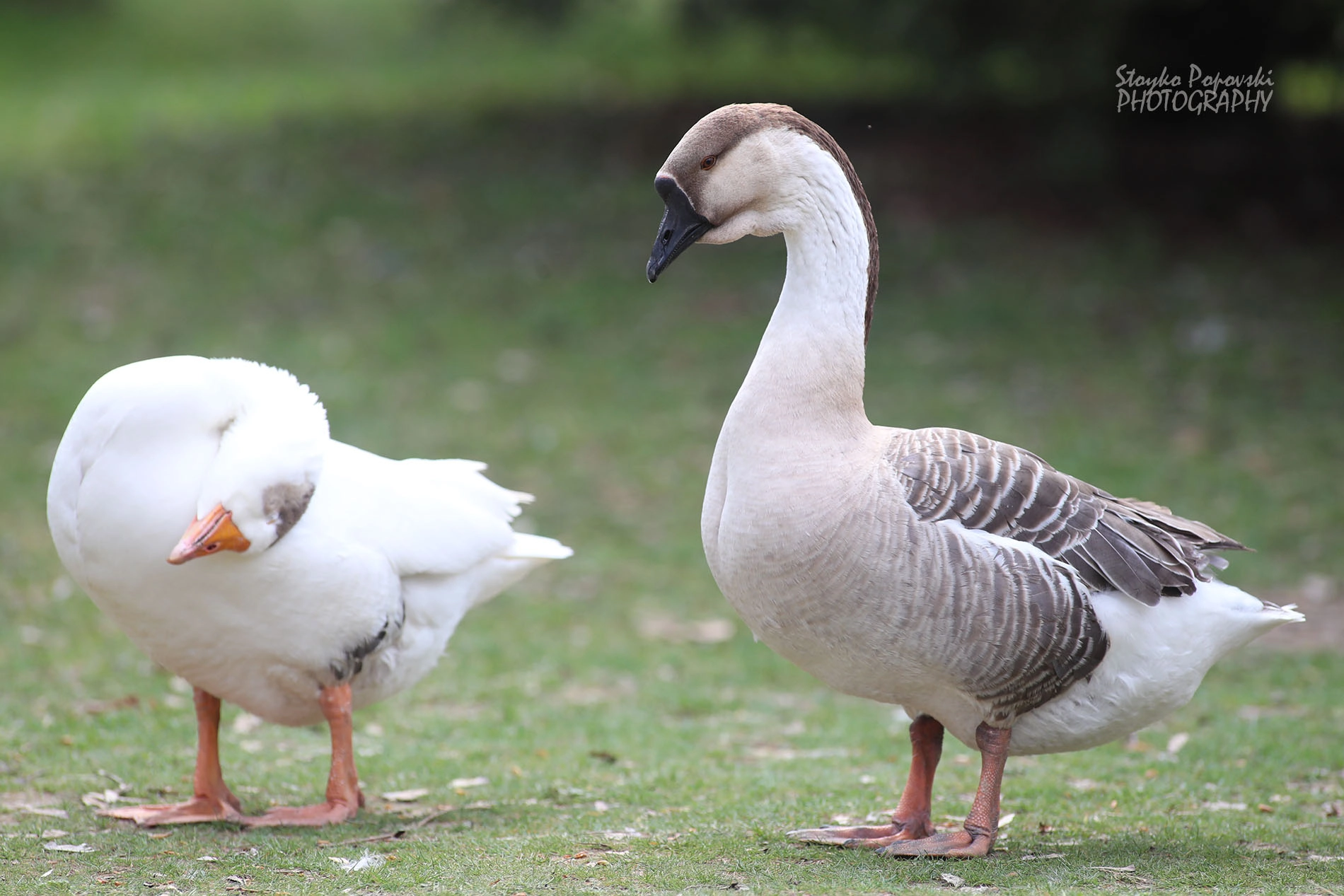 Canon EF 300mm f/2.8L sample photo. Ami photography