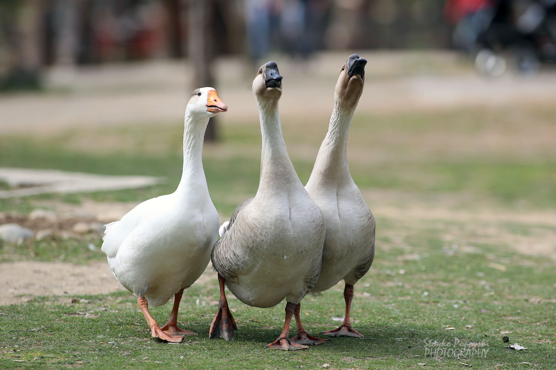 Canon EOS-1D X Mark II + Canon EF 300mm f/2.8L sample photo. Ami photography