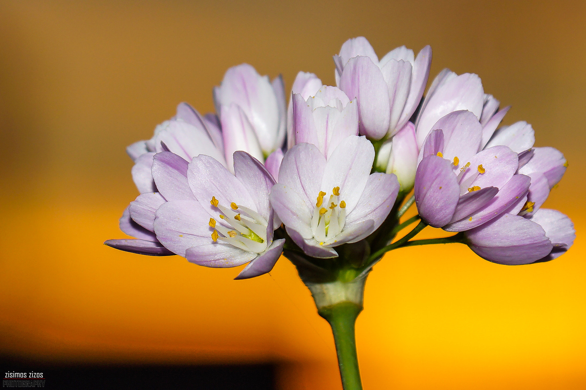 Sony DT 16-105mm F3.5-5.6 sample photo. Sunset flower photography