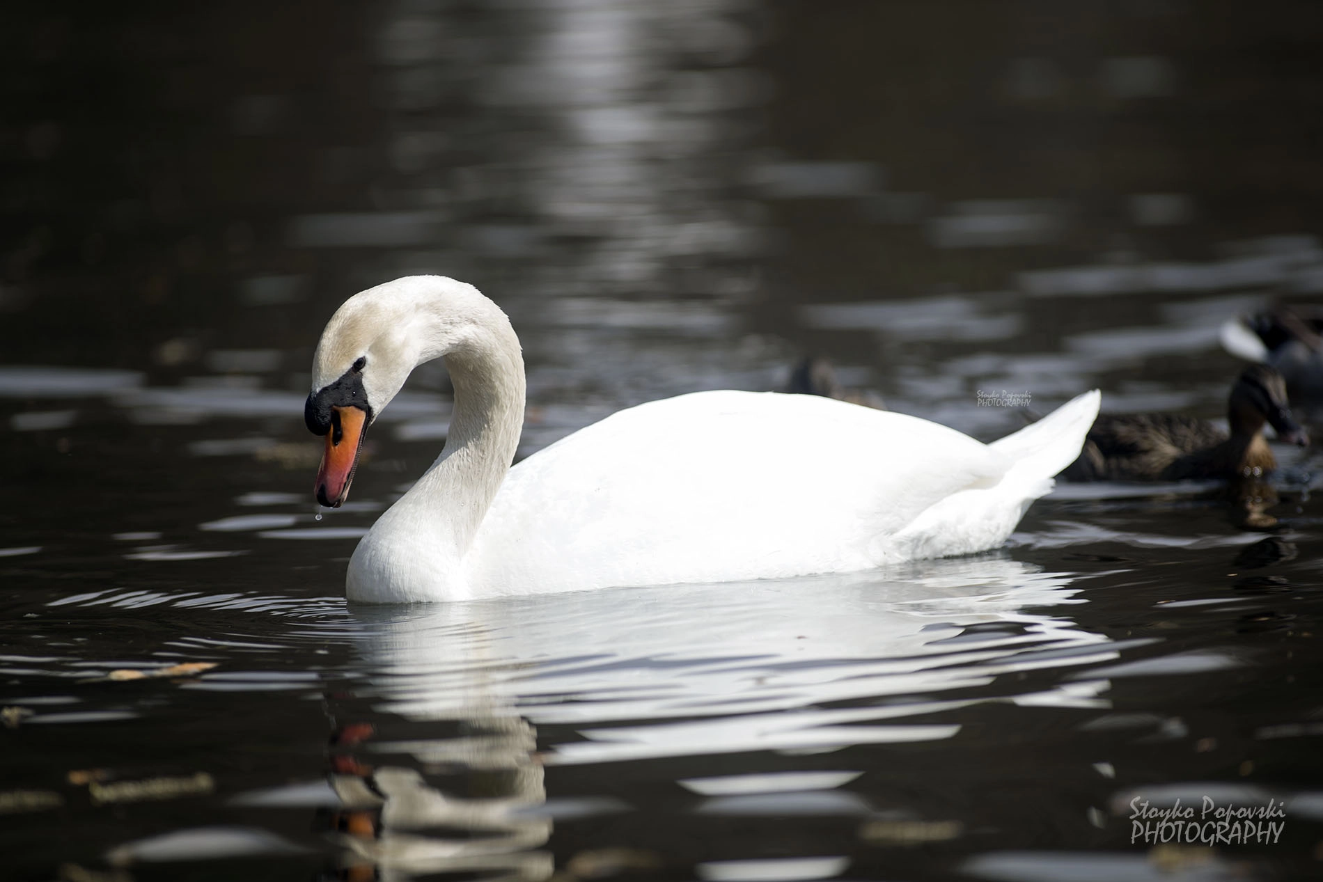 Canon EF 300mm f/2.8L sample photo. Ami photography