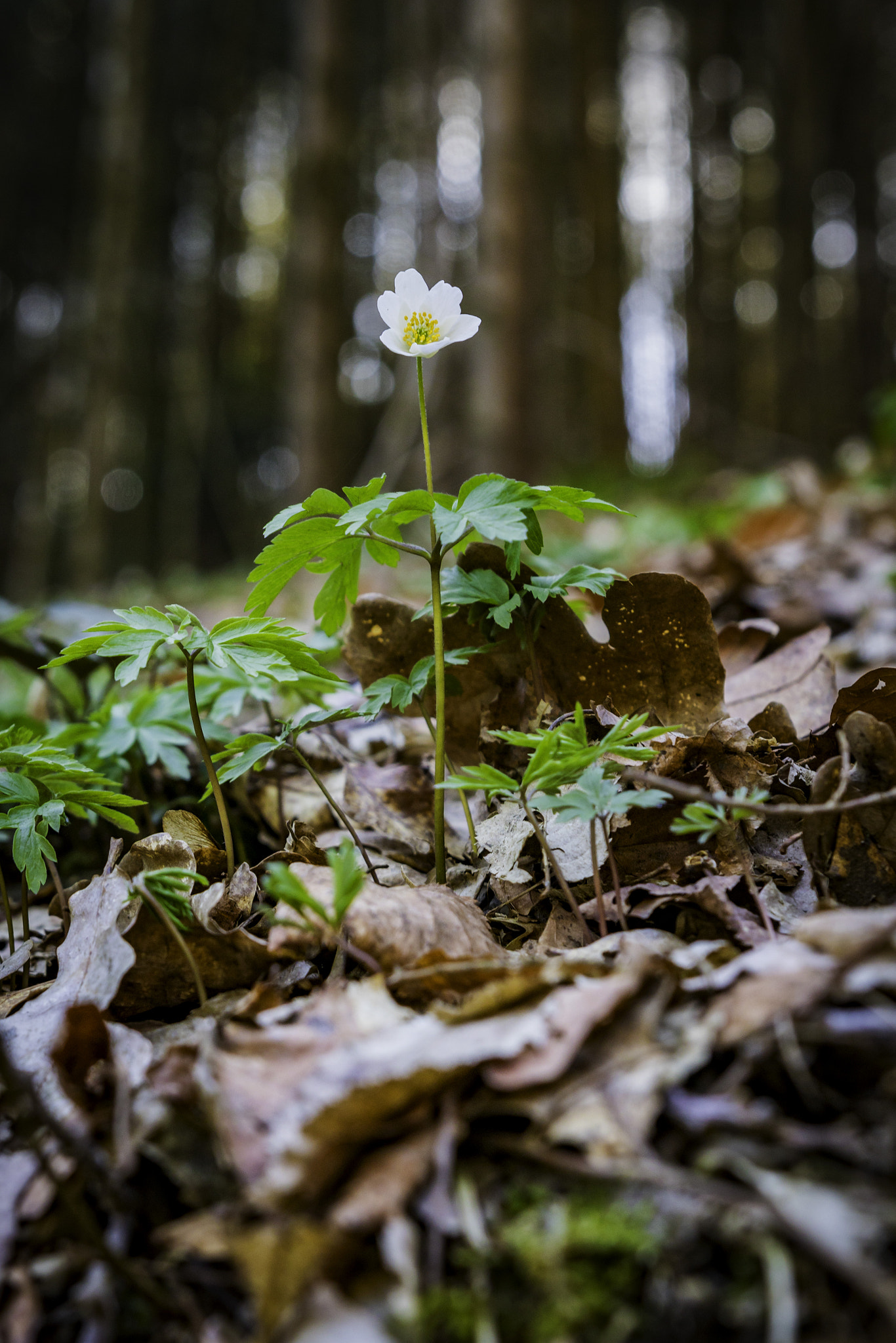 Canon EOS 760D (EOS Rebel T6s / EOS 8000D) sample photo. Here i am. anemone neorosa photography