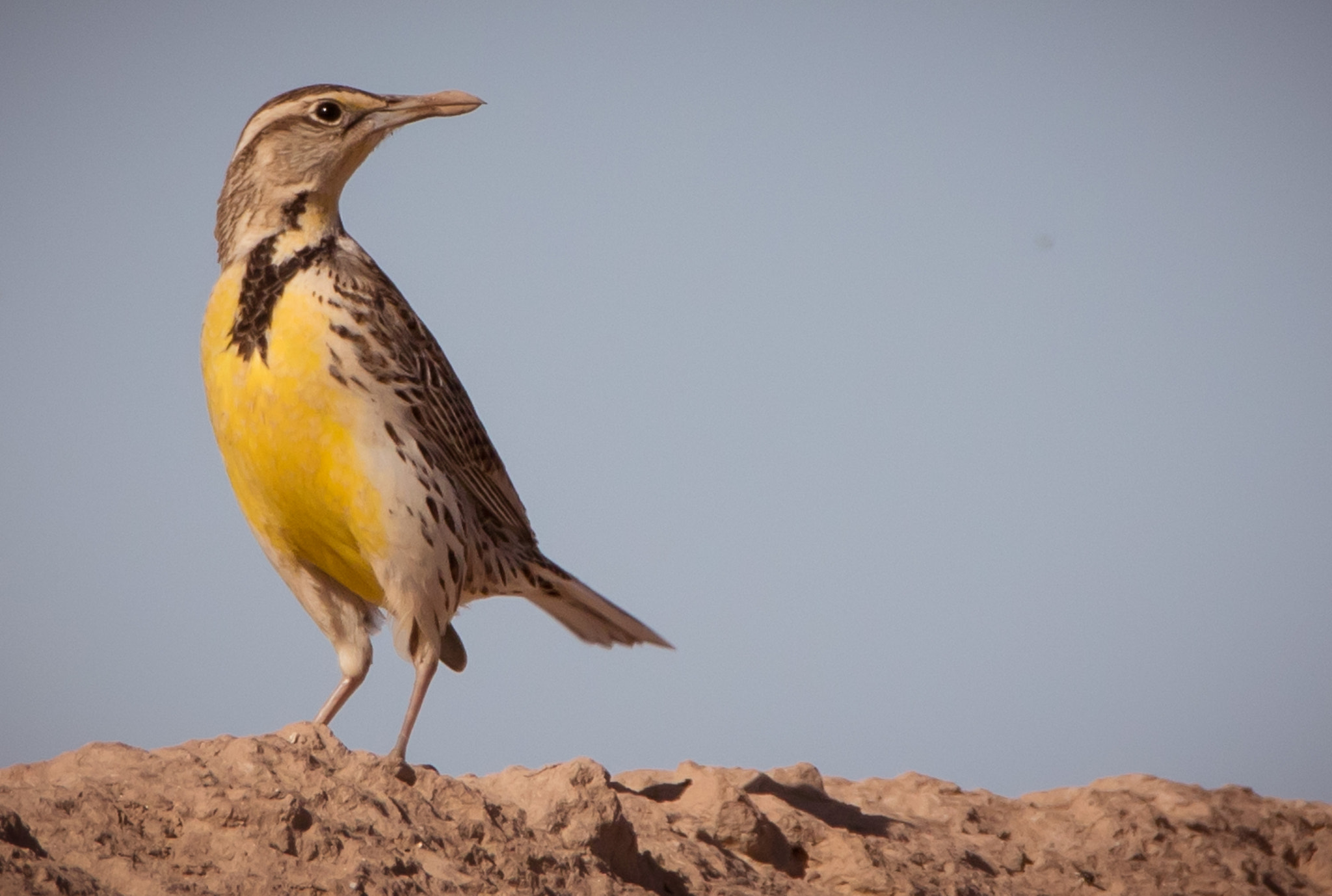 Tamron SP 150-600mm F5-6.3 Di VC USD sample photo. Western meadowlark photography
