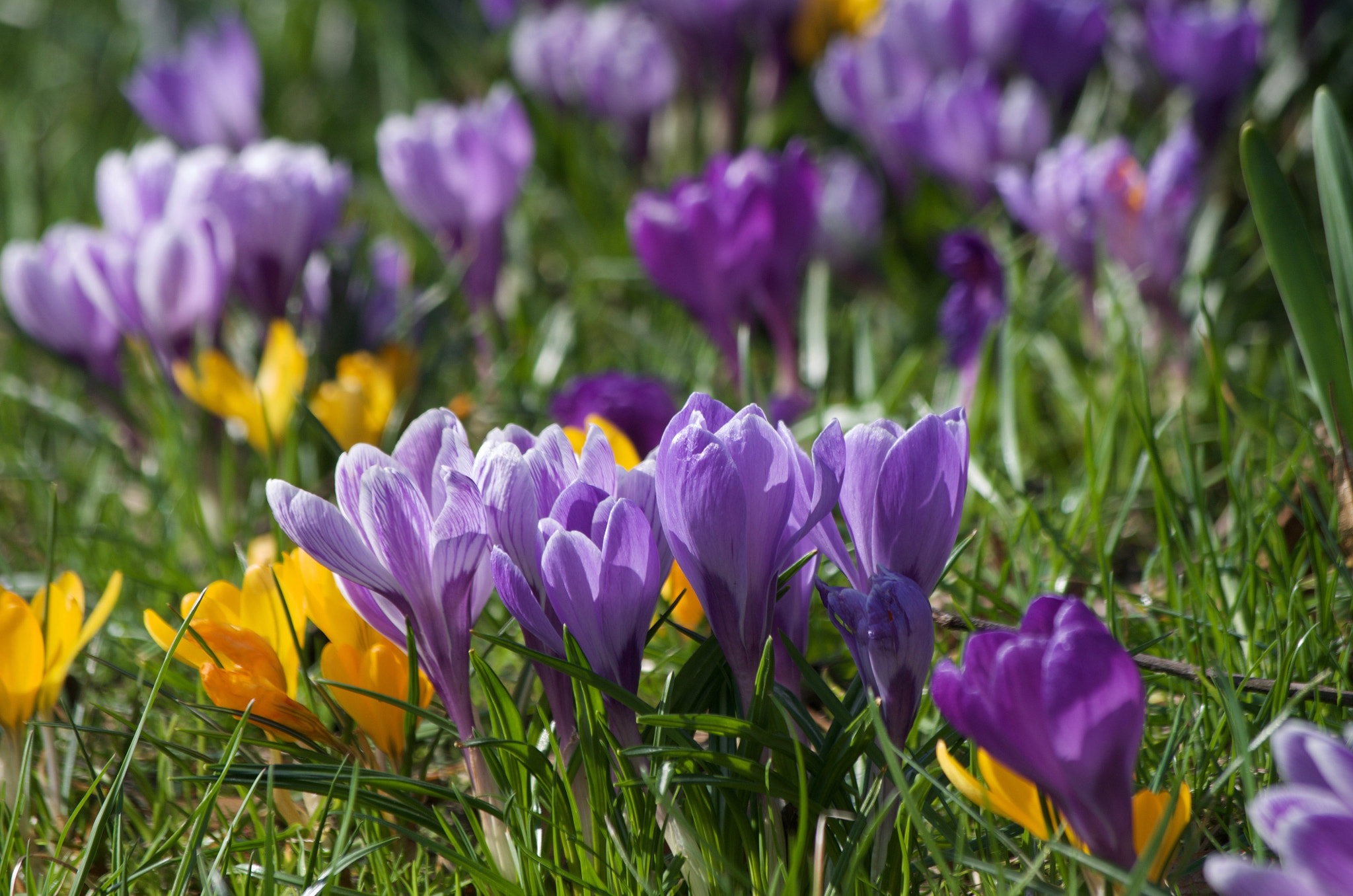 Pentax K-50 sample photo. Spring photography