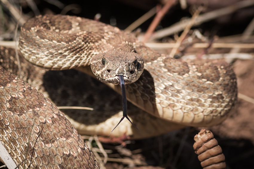 Pentax K10D sample photo. Stare down photography