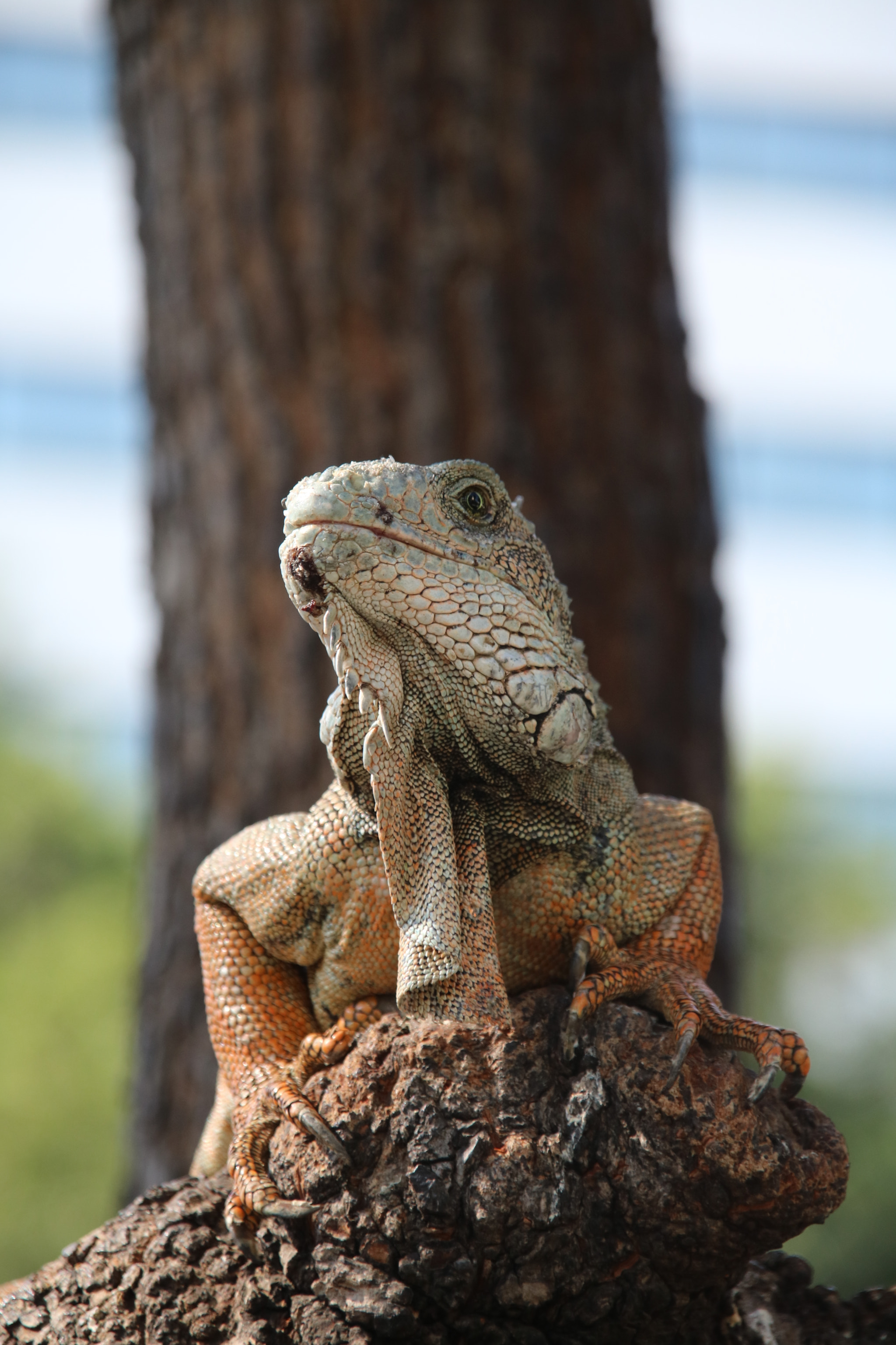 Sigma 18-200mm f/3.5-6.3 DC OS sample photo. Img photography