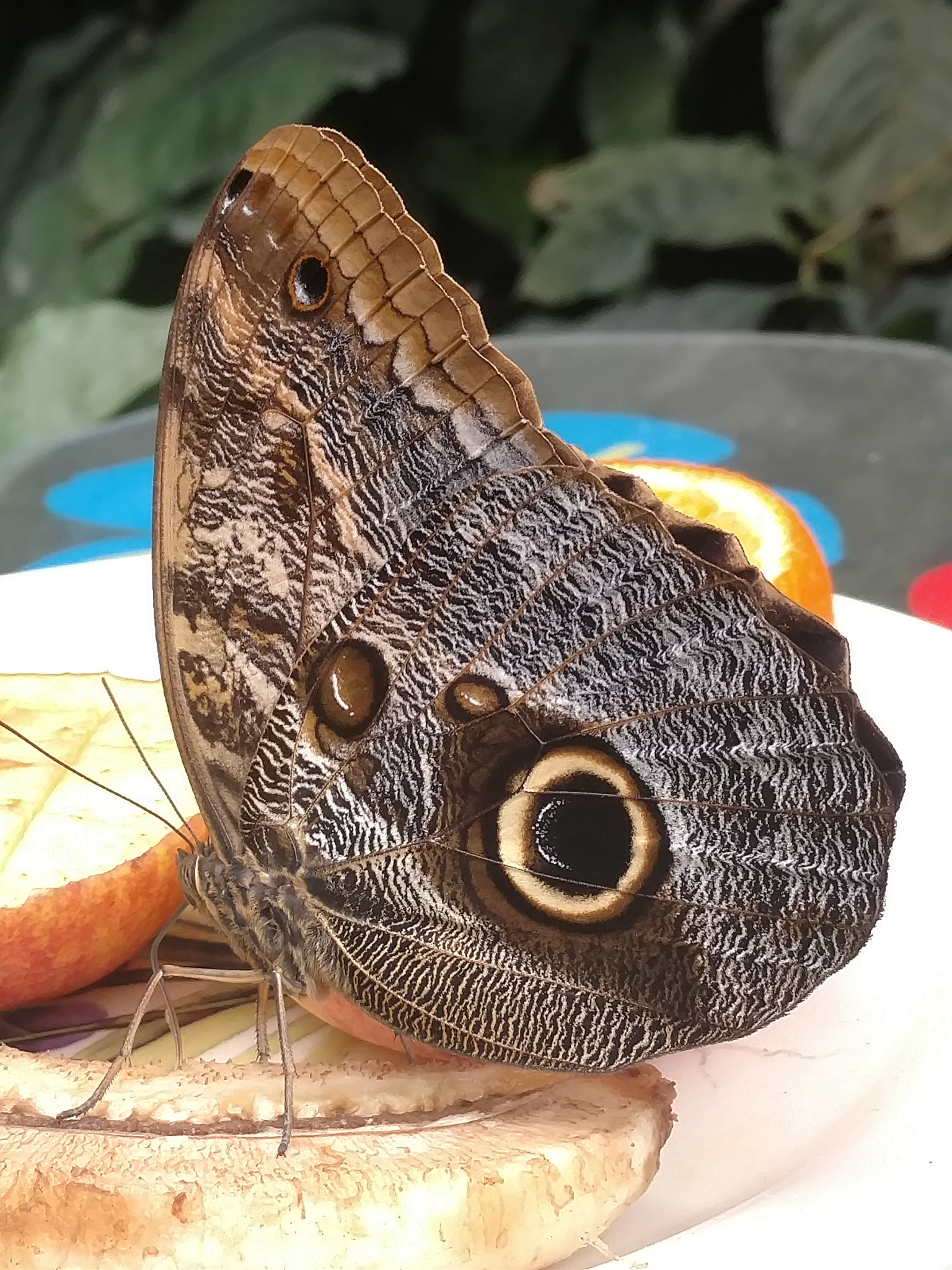 Motorola Moto X Style sample photo. Butterfly photography