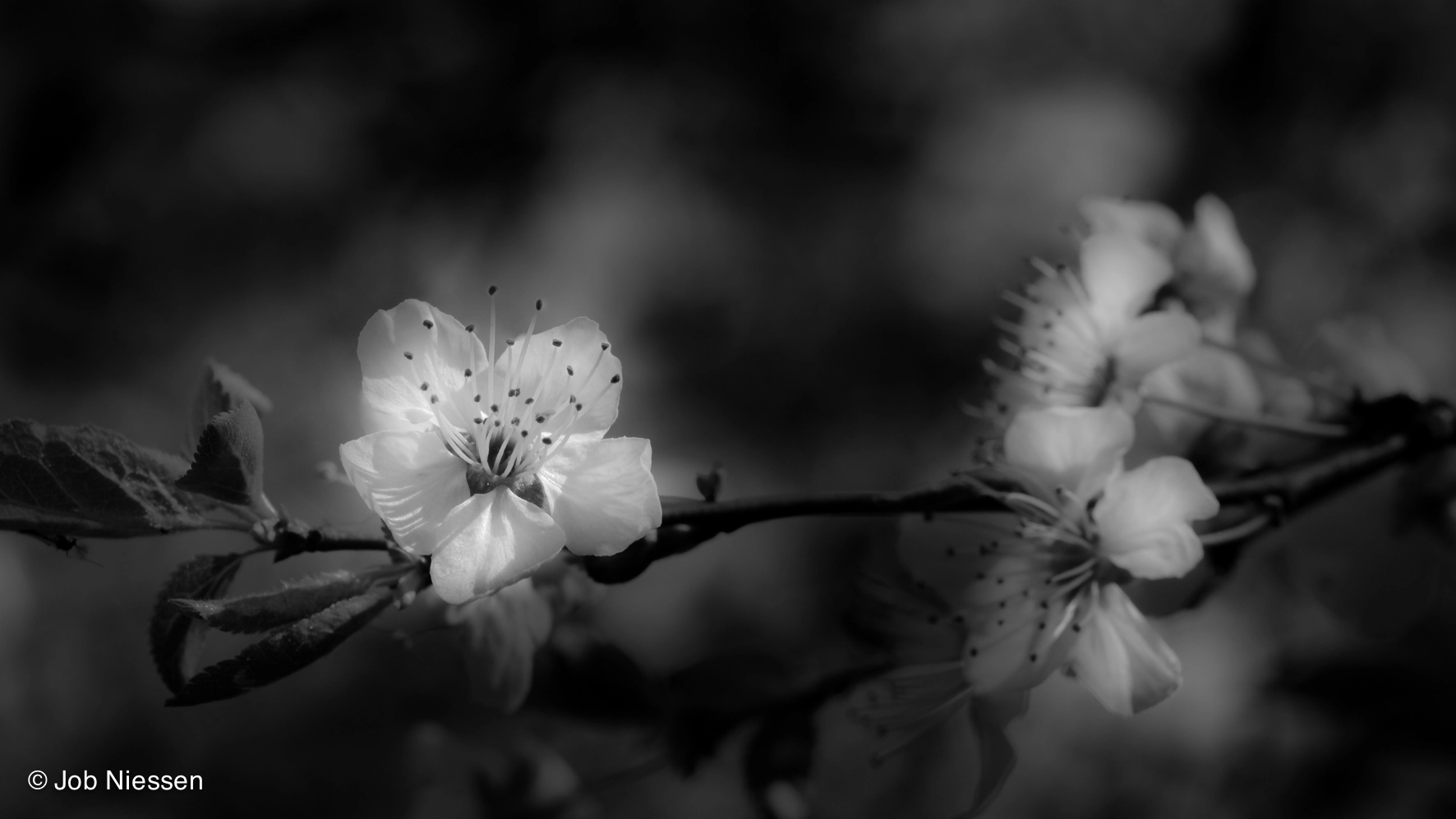 Sigma 105mm F2.8 EX DG OS HSM sample photo. Blossom bw photography