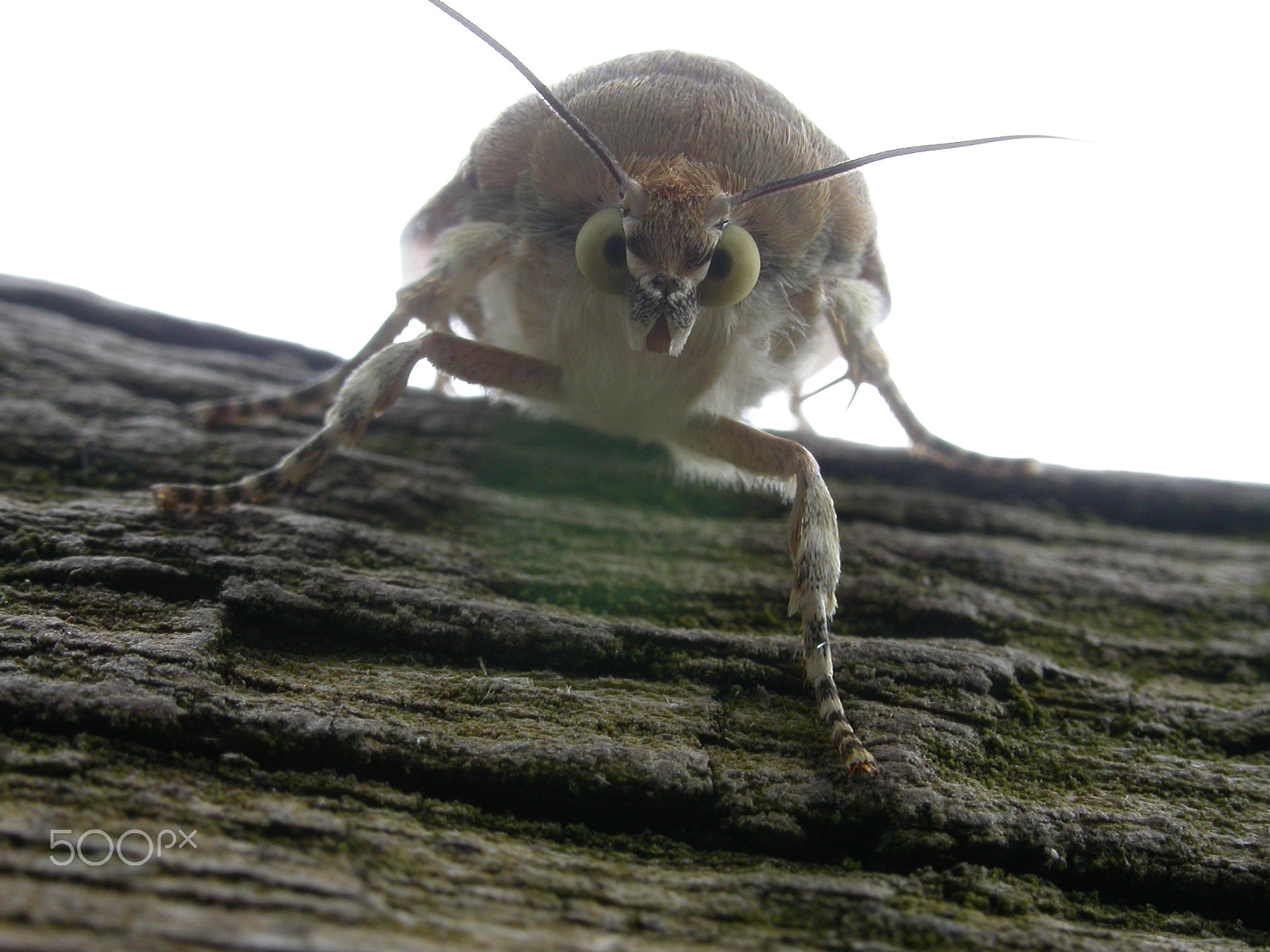 Nikon E4500 sample photo. Looming photography