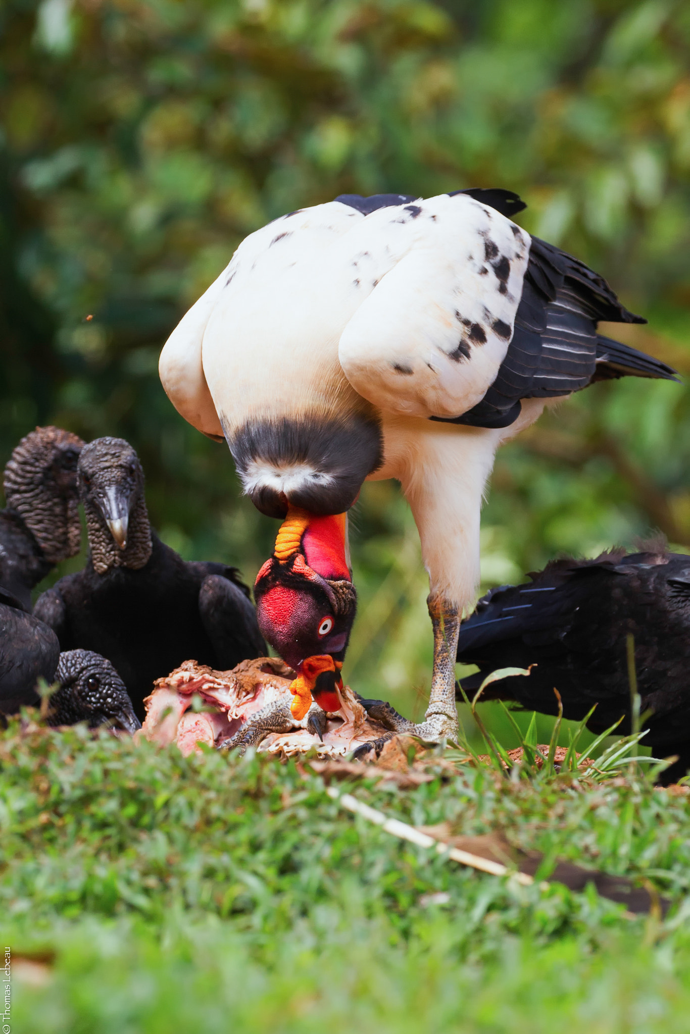 Canon EOS-1D Mark IV sample photo. King vulture feeding photography
