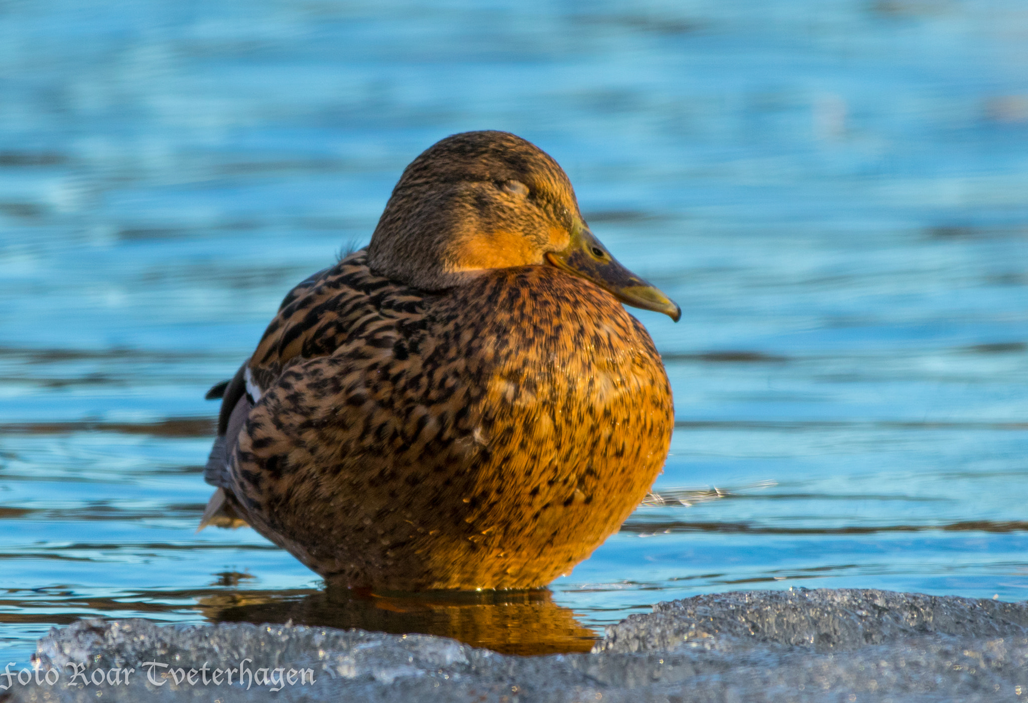 Canon EF 70-200mm F2.8L IS II USM sample photo. Mallard females enjoying sunset photography