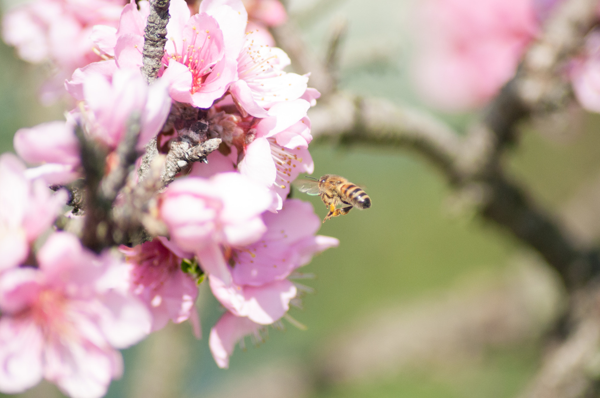 Nikon D5000 sample photo. Bee photography