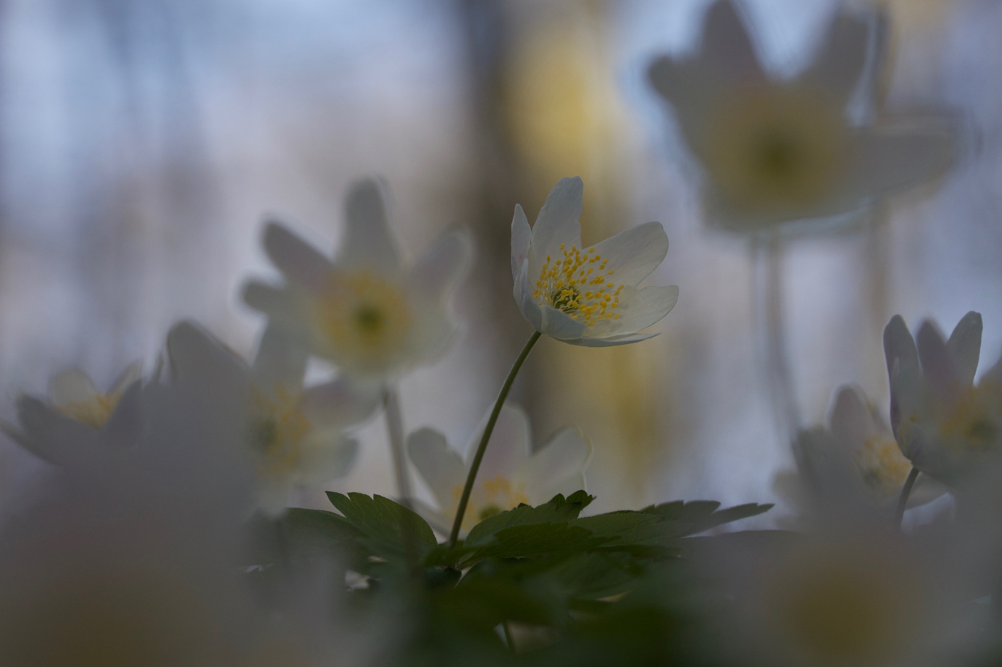 Canon EF 100mm F2.8L Macro IS USM sample photo. Windflower photography
