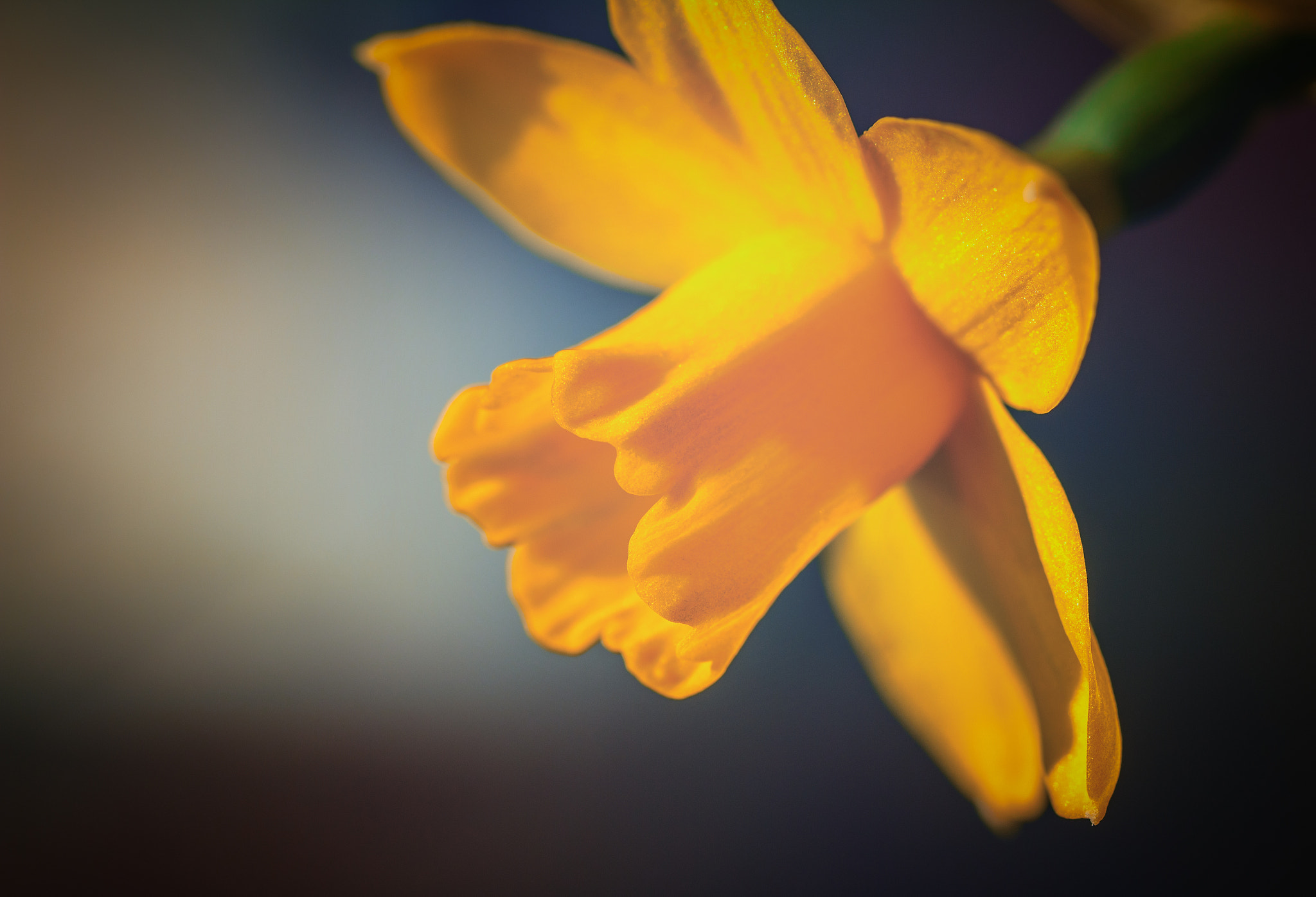 Canon EF 100mm F2.8L Macro IS USM sample photo. Morning flower photography