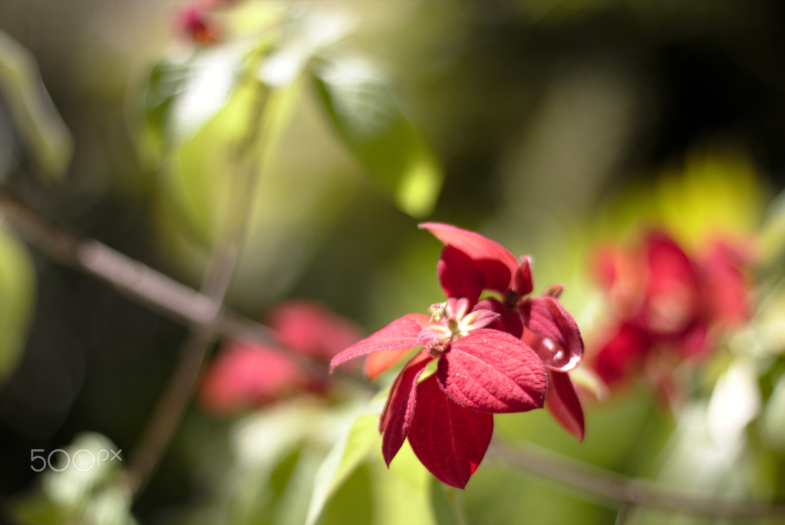 Canon EOS 70D + Canon EF 50mm F1.4 USM sample photo. Flower #2 photography