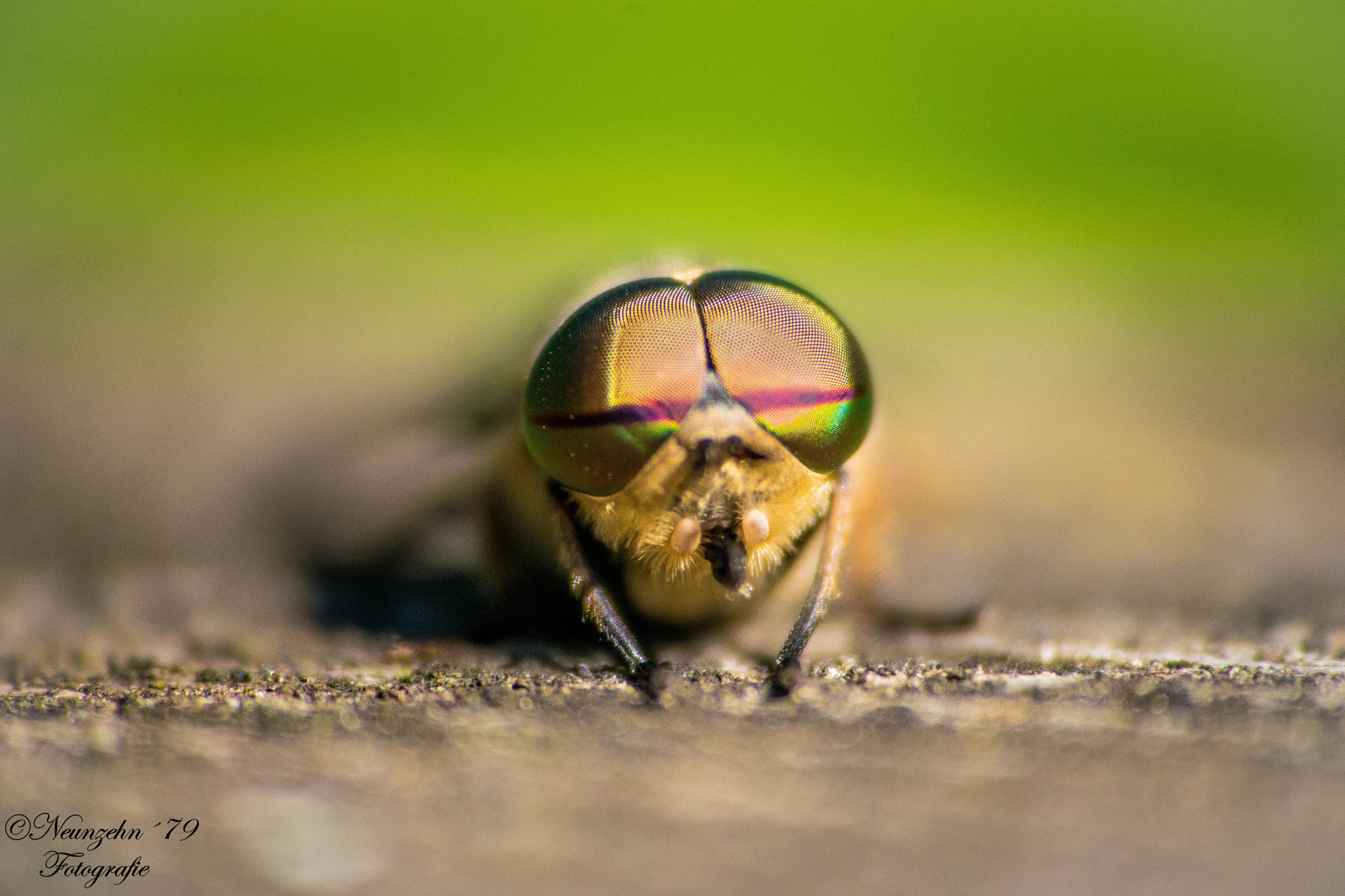 Nikon D5300 + Tamron 18-270mm F3.5-6.3 Di II VC PZD sample photo. The fly with big eye photography