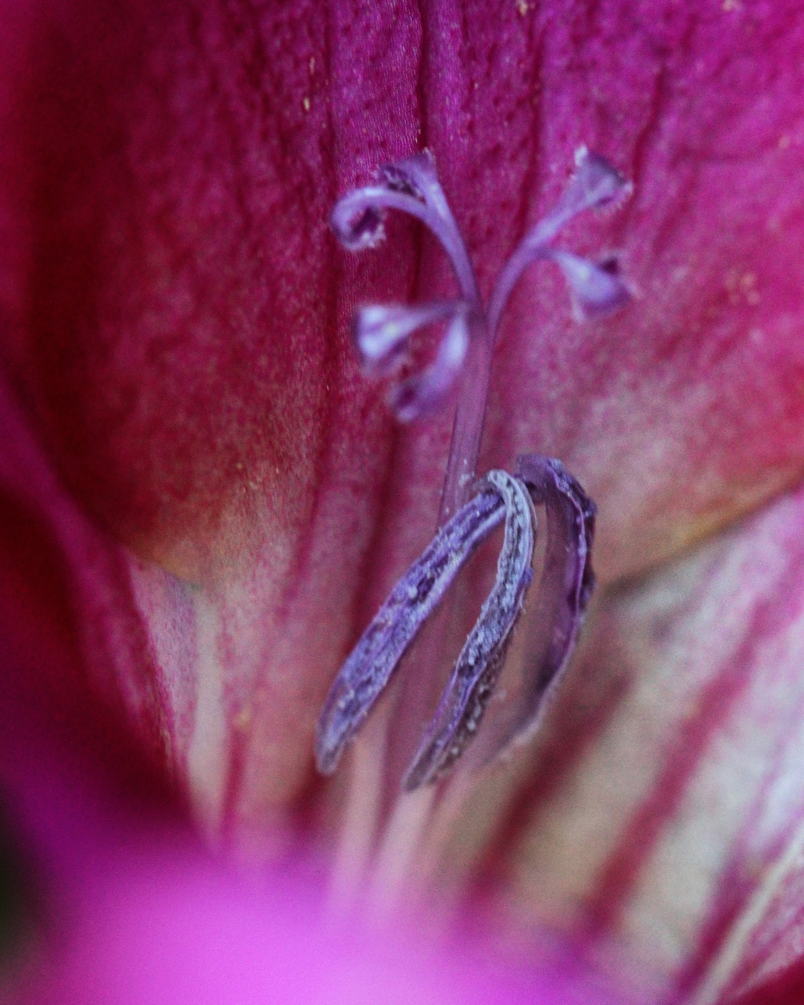 Canon EF 100mm F2.8 Macro USM sample photo. Hidden treasures photography