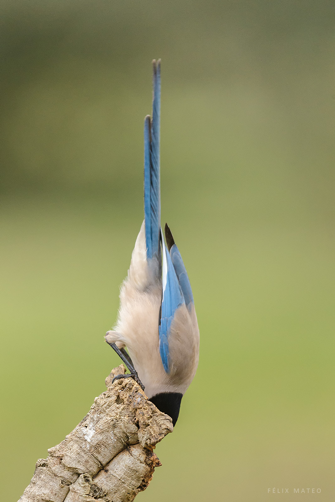 Canon EOS-1D X sample photo. Dazzling (cyanopica cooki) photography