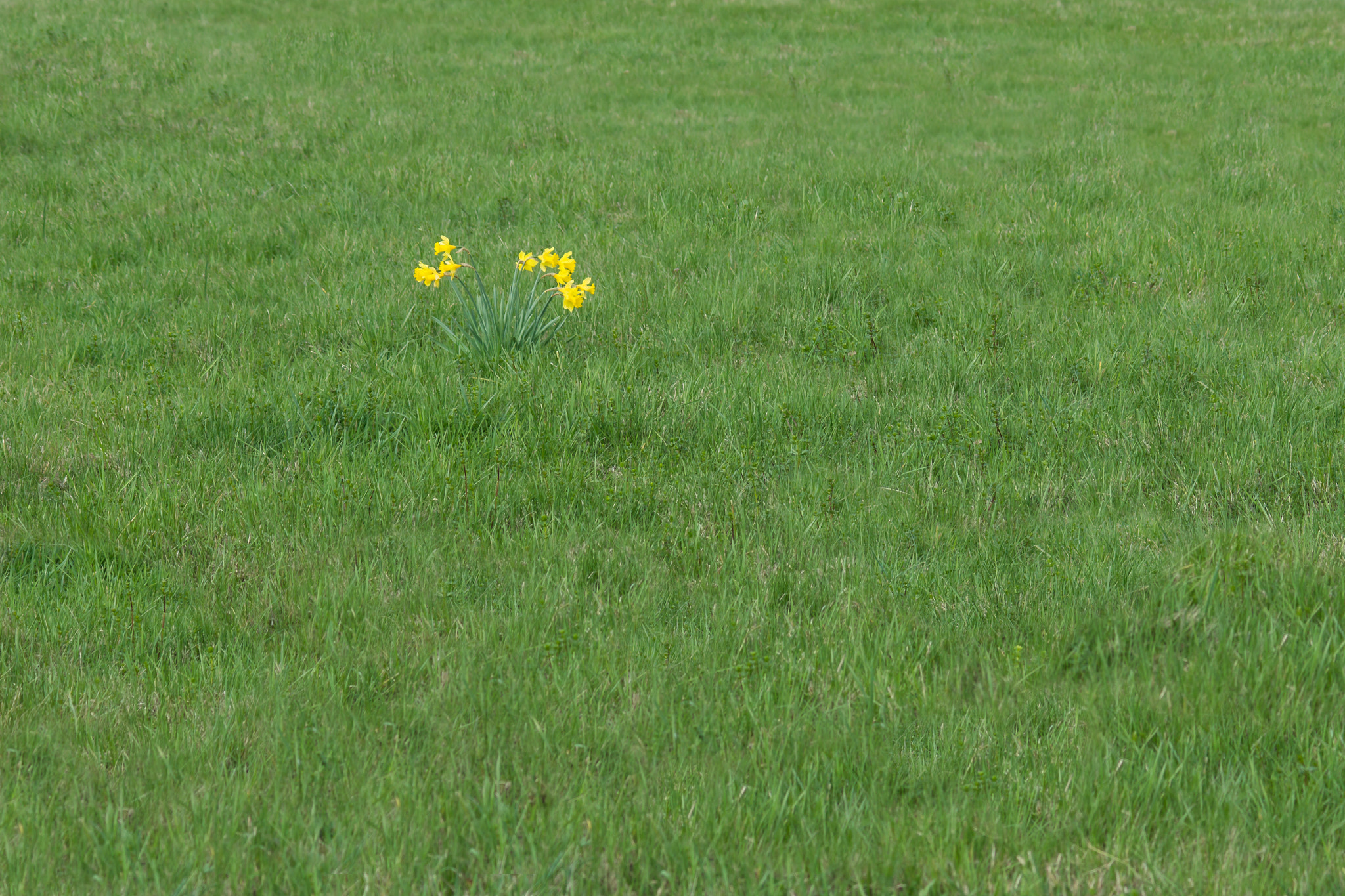 Sony SLT-A77 sample photo. Daffodils photography