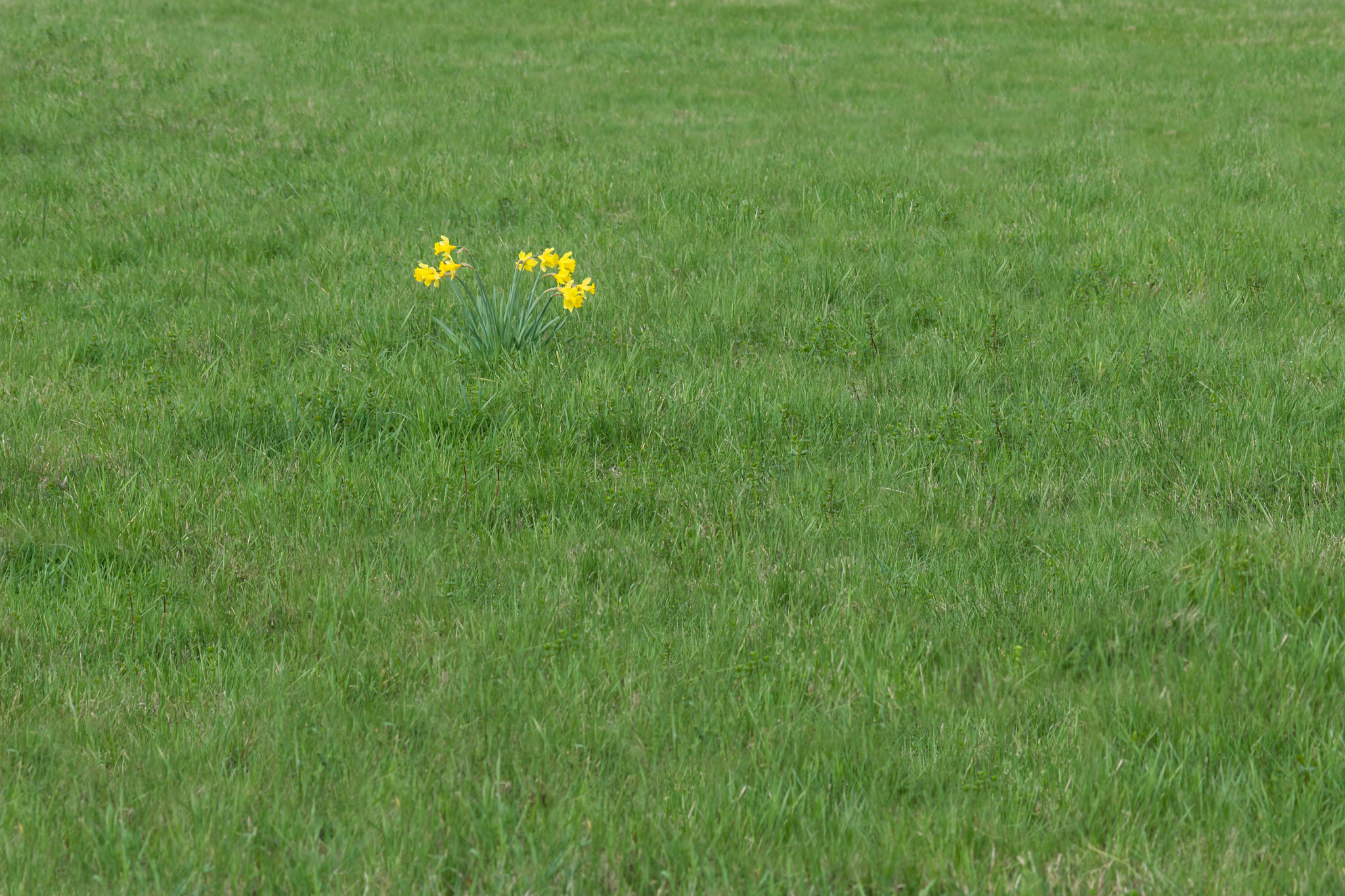 Sony SLT-A77 + Minolta AF 70-210mm F4 Macro sample photo. Daffodils photography