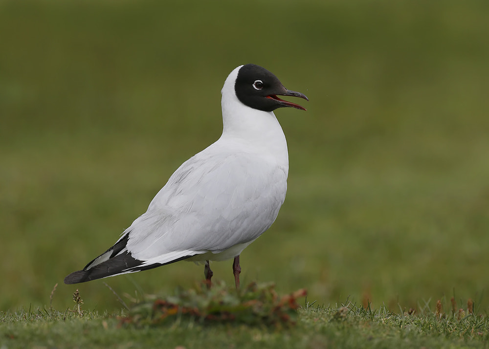 Canon EOS-1D X sample photo. Andean gull photography