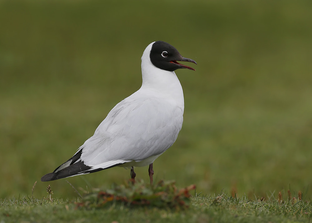 Canon EOS-1D X + Canon EF 500mm F4L IS USM sample photo. Andean gull photography