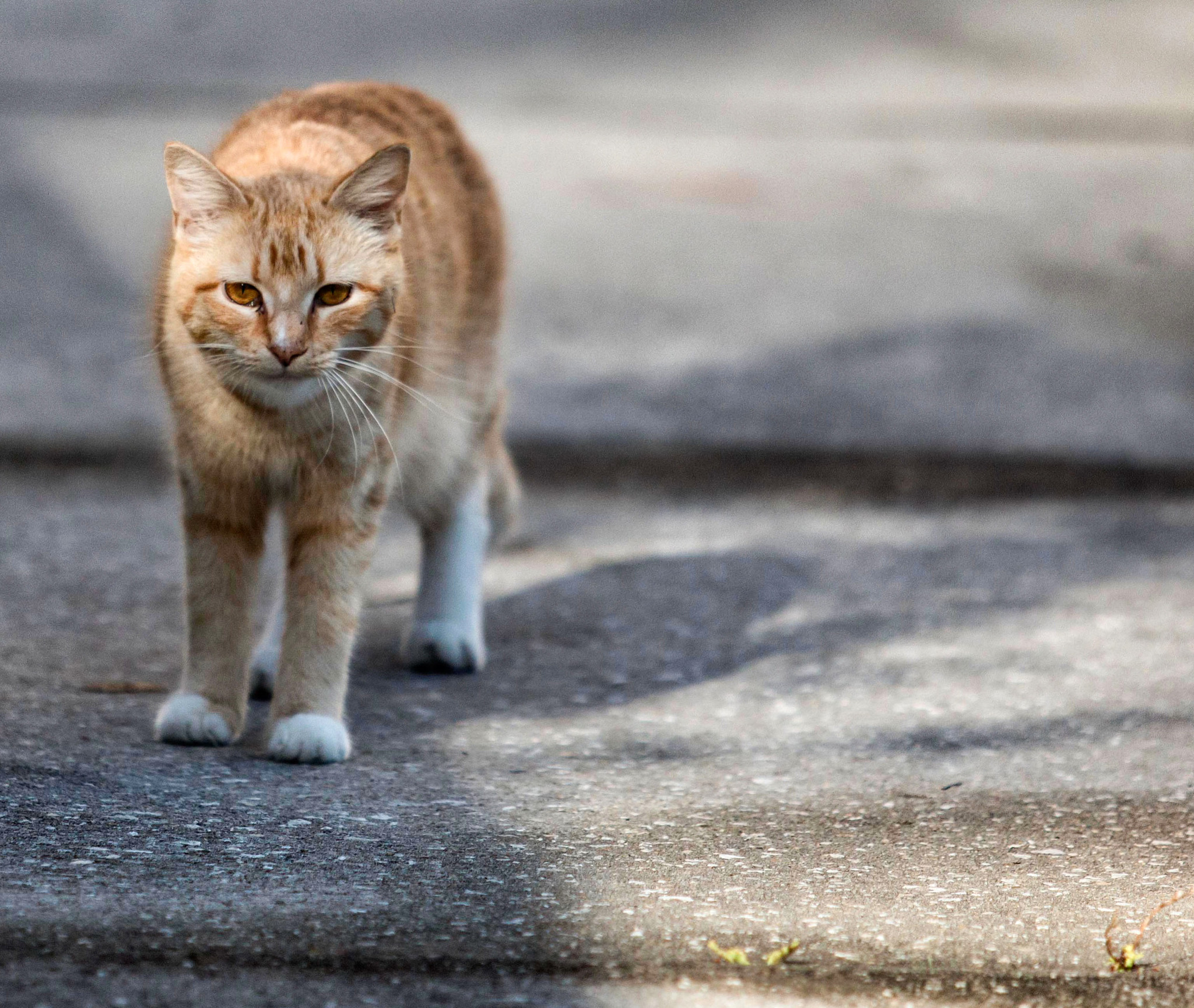 Canon EF 70-200mm F2.8L USM sample photo