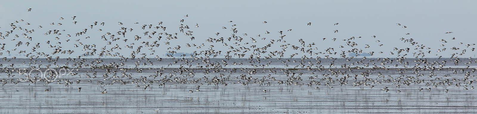 Sigma 150-500mm F5-6.3 DG OS HSM sample photo. Flocking together photography