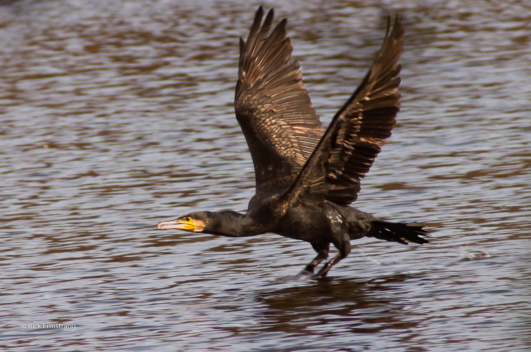 AF Nikkor 180mm f/2.8 IF-ED sample photo. Approach for landing.. photography